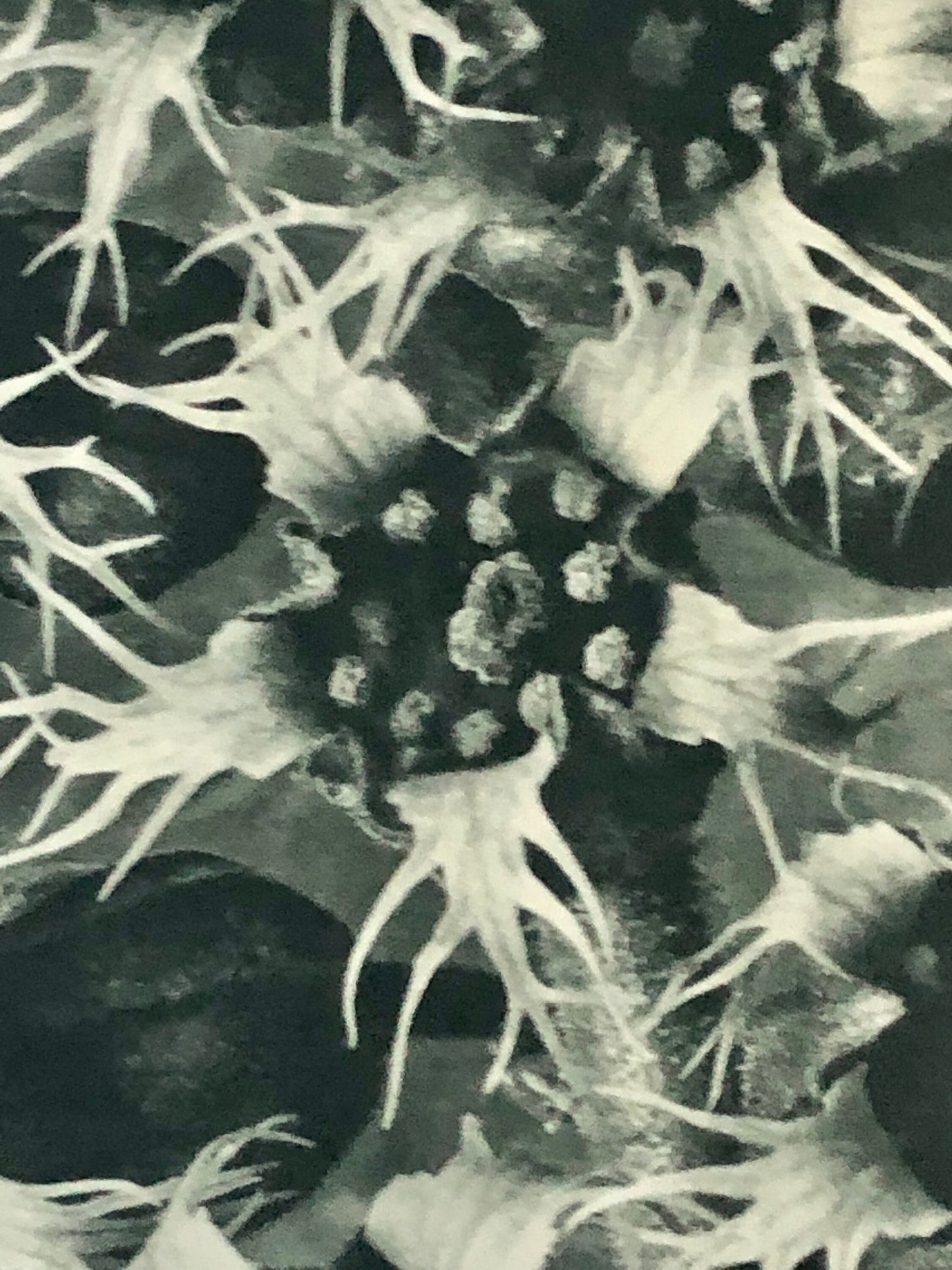 An Original Photogravure by Karl Blossfeldt. Tellima grandiflora. Fringecups. 1930’s. Size with mount: 50 x 39.7 cms.