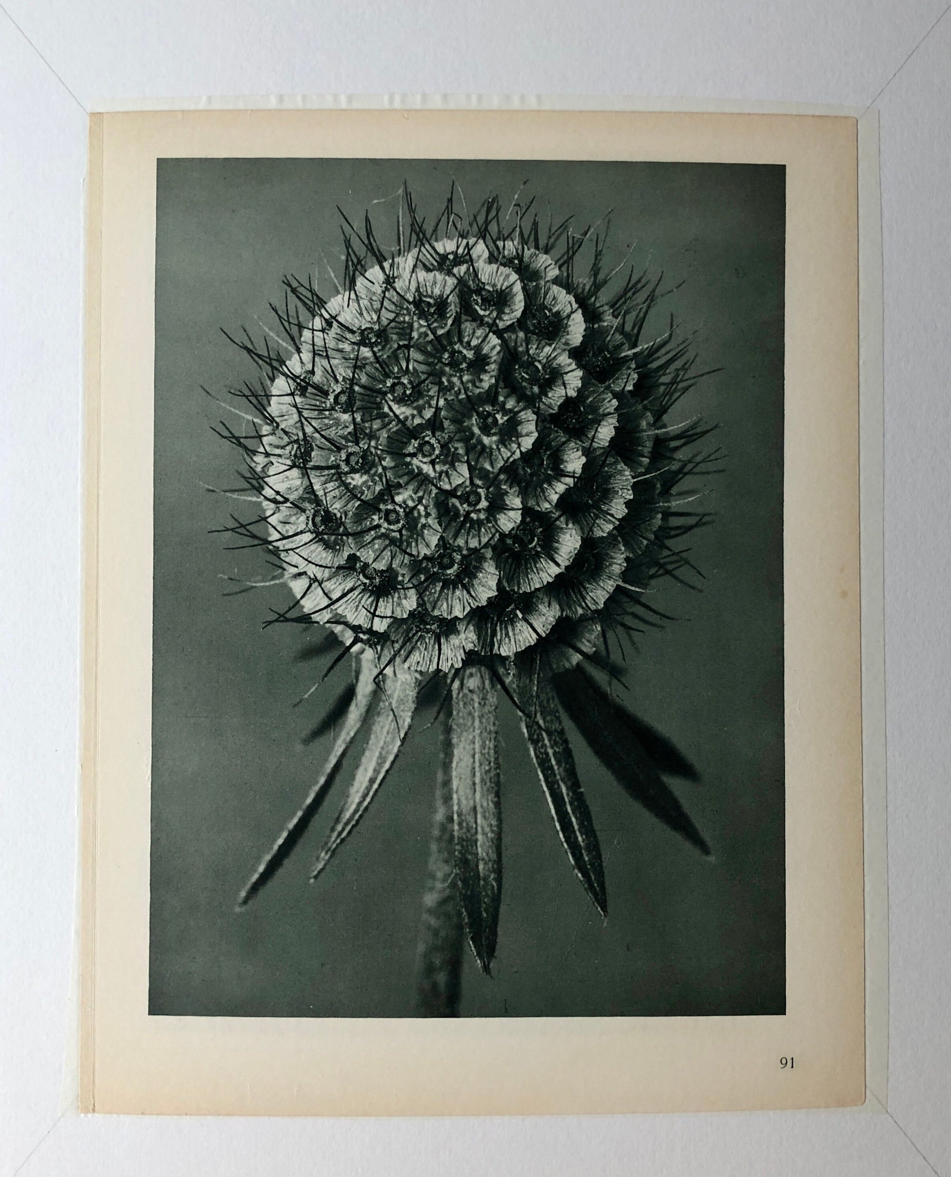 An Original Photogravure by Karl Blossfeldt. Scabiosa columbaria. Small or Lilac-flowered Scabious. 1930’s. Size with mount: 50 x 39.7 cms.