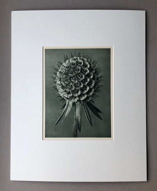 An Original Photogravure by Karl Blossfeldt. Scabiosa columbaria. Small or Lilac-flowered Scabious. 1930’s. Size with mount: 50 x 39.7 cms.