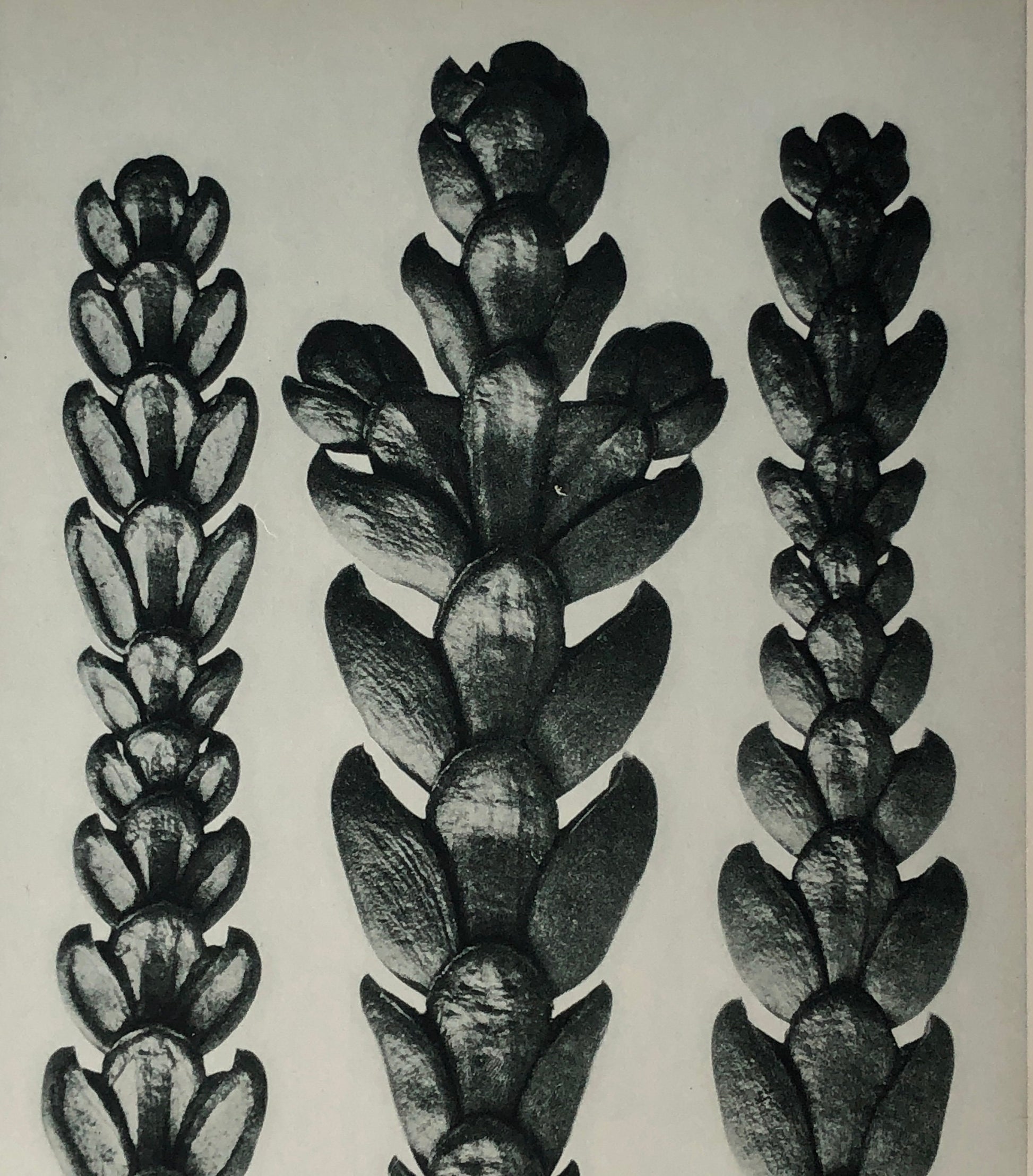 An Original Photogravure by Karl Blossfeldt. Thujopsis dolabrata. False Arbor Vitae. 1930’s. Size with mount: 50 x 39.7 cms.