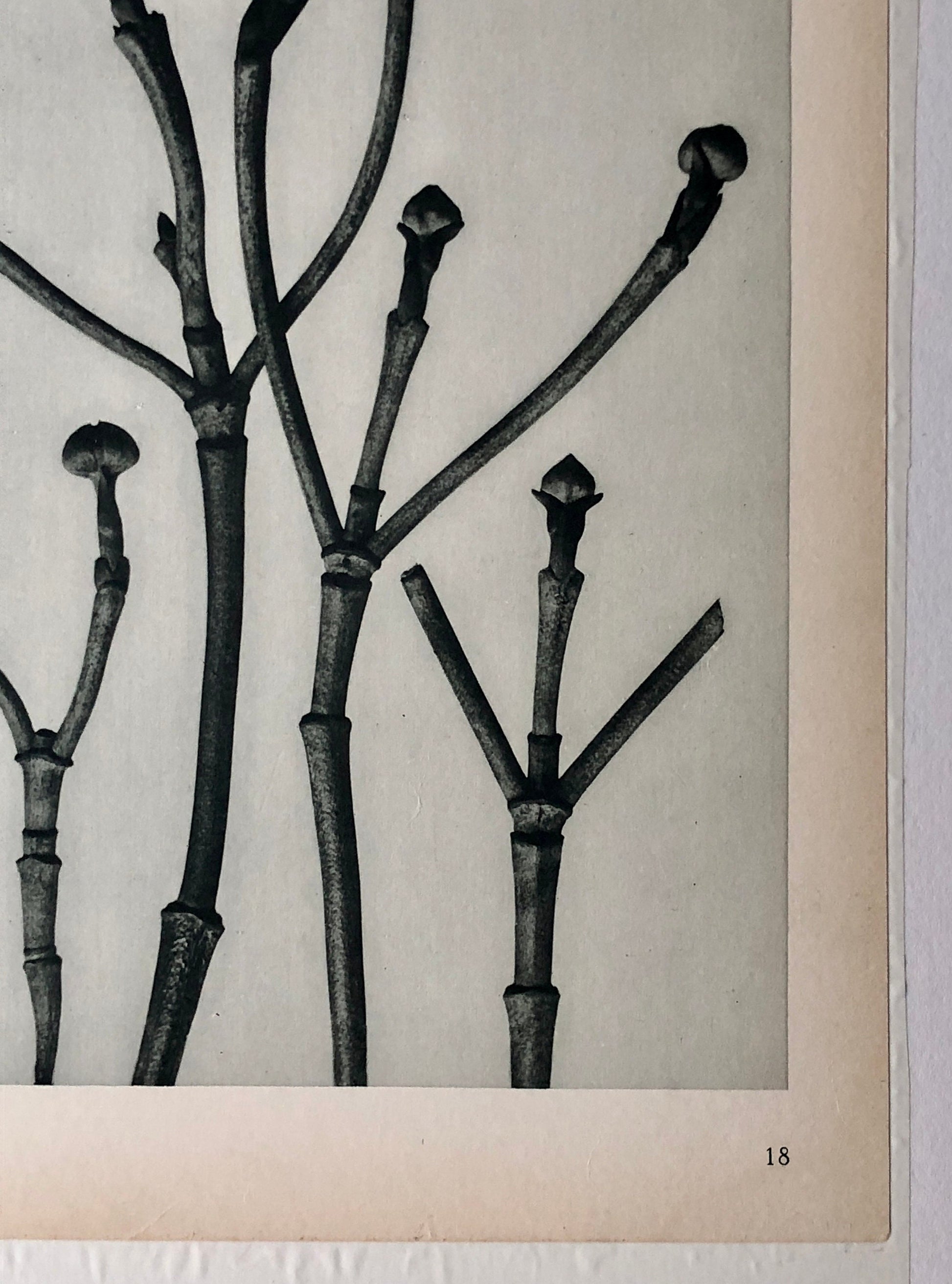 An Original Photogravure by Karl Blossfeldt. Cornus Florida. Flowering Dogwood. 1930’s. Size with mount: 50 x 39.7 cms.