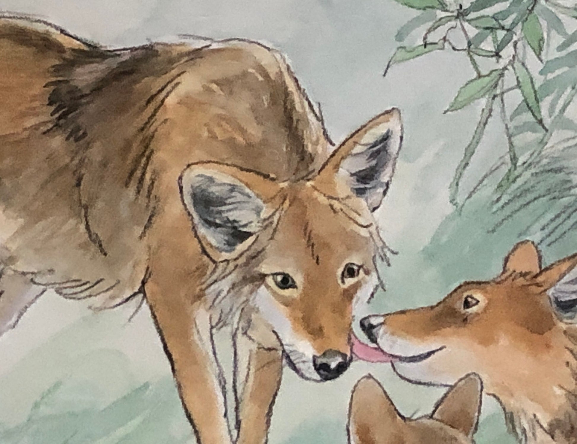 An Original Artwork by Barbra Firth for Walker Books. We Heard The Coyotes Sing. Watercolour. Size: 30.5 x 61 cms.
