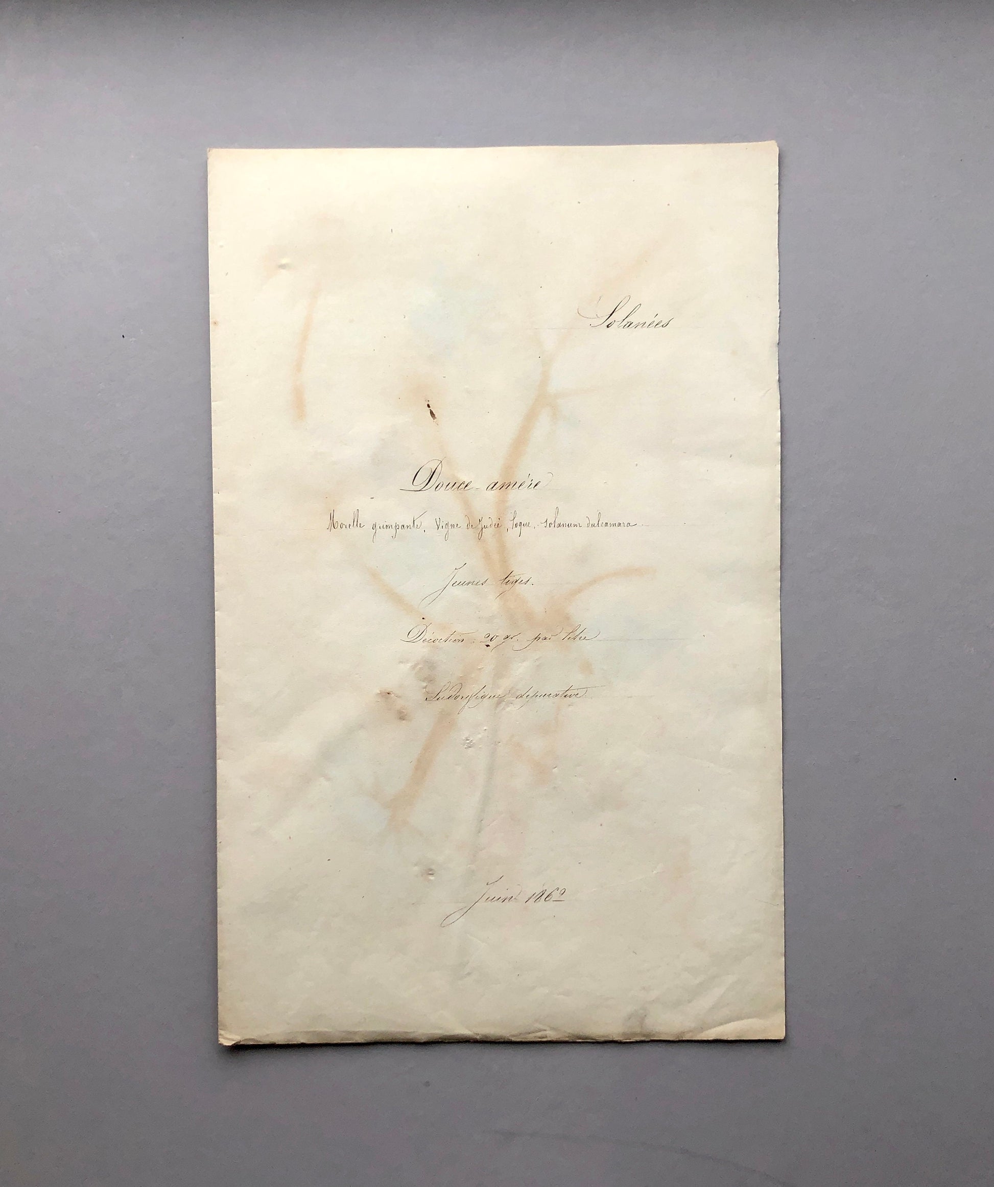 Bittersweet. Pressed Flowers. A Genuine Antique French Herbier. With Beautiful Script. Late 19th Century. Size: 40.4 x 24.2 cms.