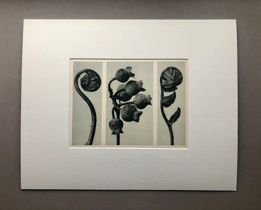 An Original Photogravure by Karl Blossfeldt. No 33. 1930’s. Size with mount: 39.7 x 50 cms.