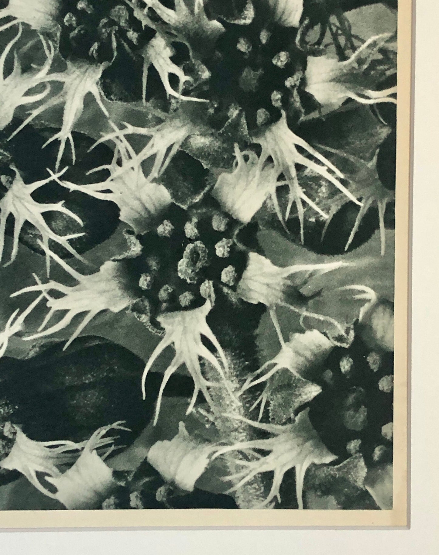 An Original Photogravure by Karl Blossfeldt. Tellima grandiflora. Fringecups. 1930’s. Size with mount: 50 x 39.7 cms.