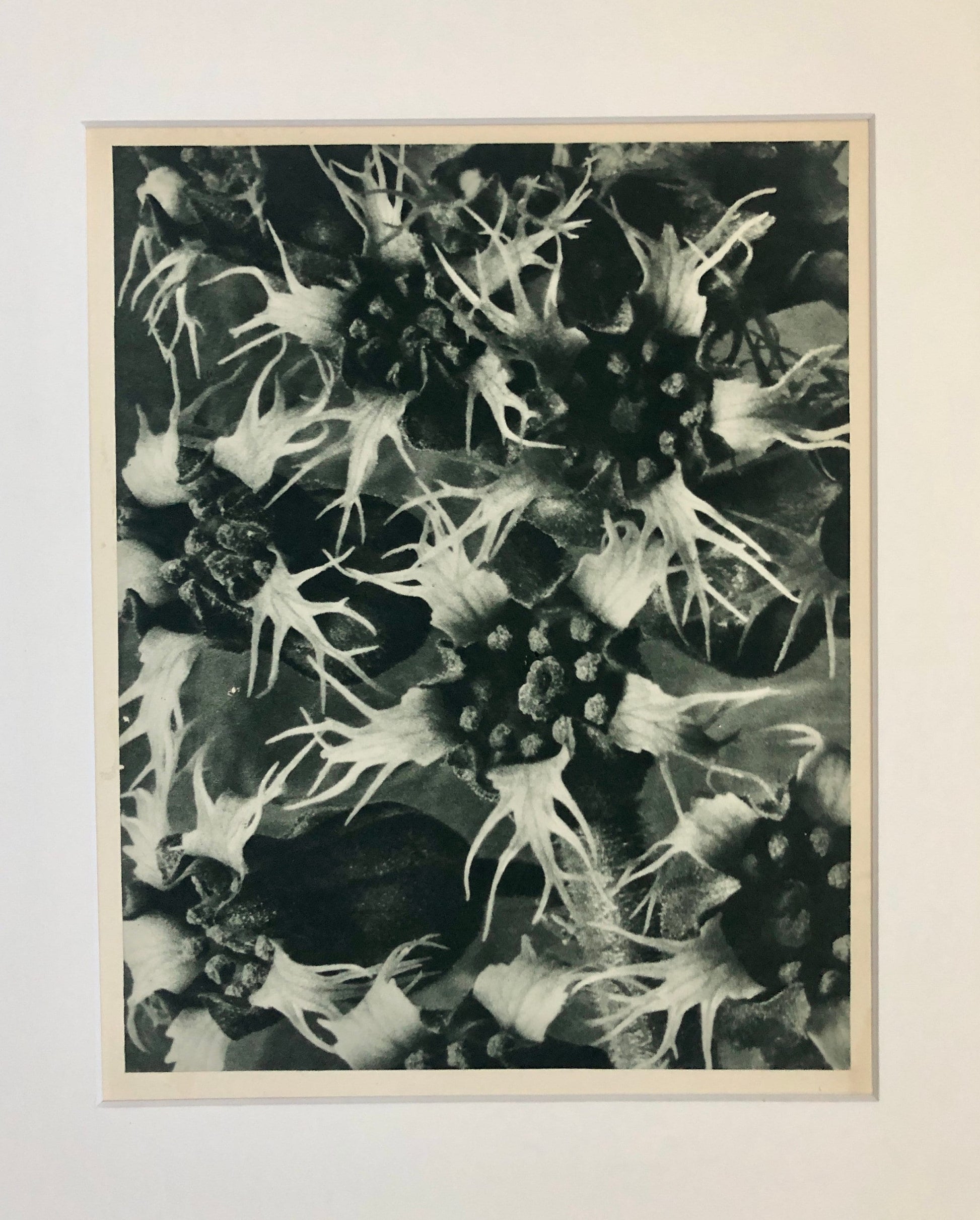 An Original Photogravure by Karl Blossfeldt. Tellima grandiflora. Fringecups. 1930’s. Size with mount: 50 x 39.7 cms.