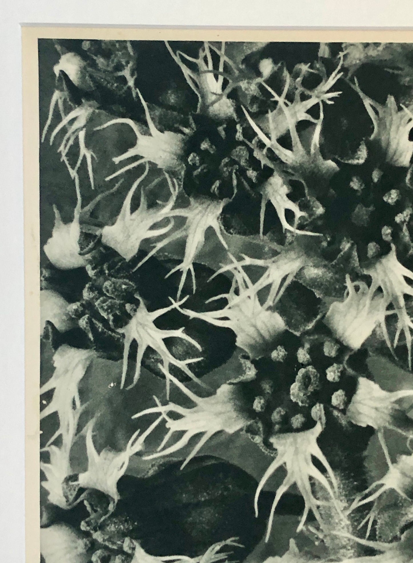 An Original Photogravure by Karl Blossfeldt. Tellima grandiflora. Fringecups. 1930’s. Size with mount: 50 x 39.7 cms.