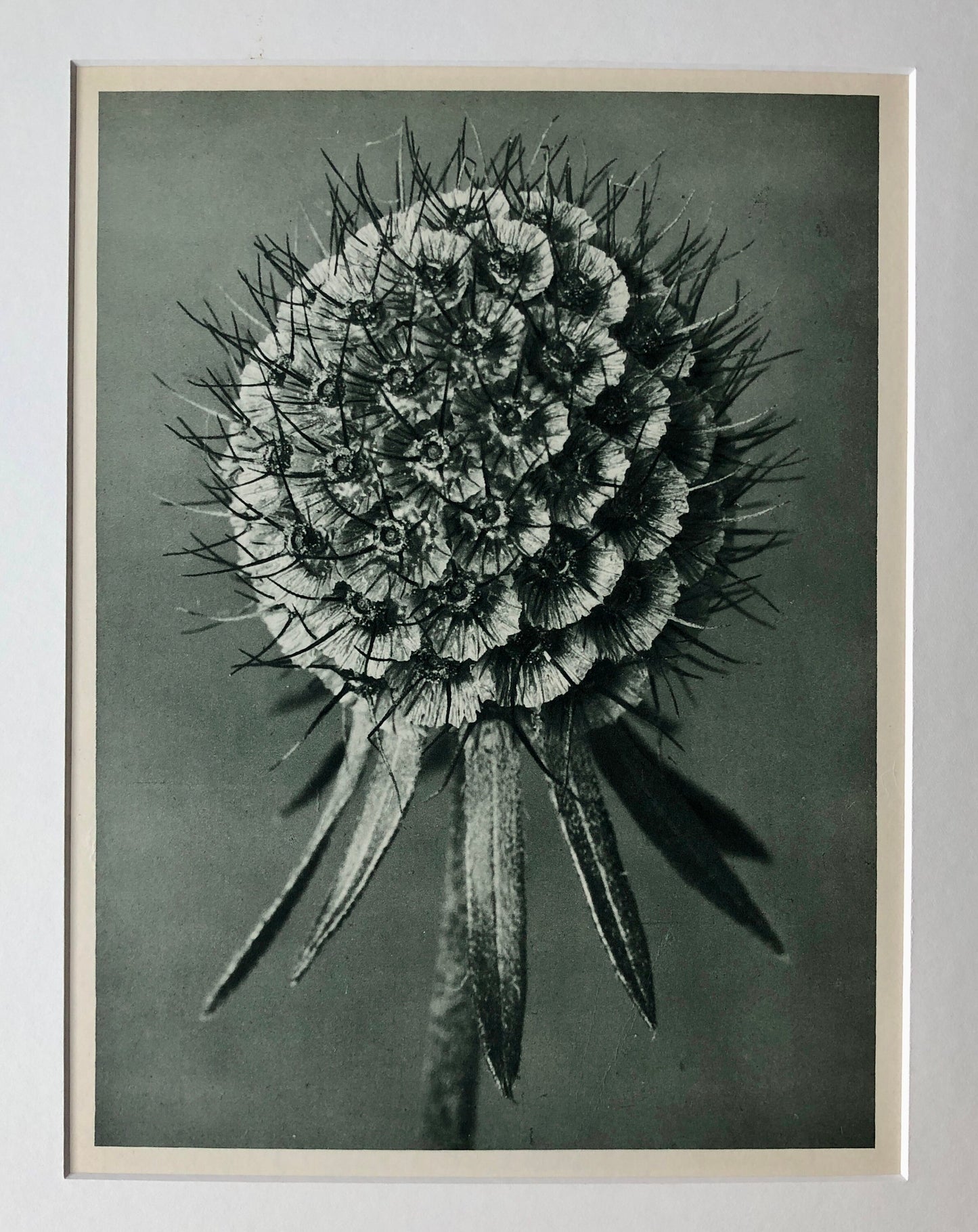 An Original Photogravure by Karl Blossfeldt. Scabiosa columbaria. Small or Lilac-flowered Scabious. 1930’s. Size with mount: 50 x 39.7 cms.