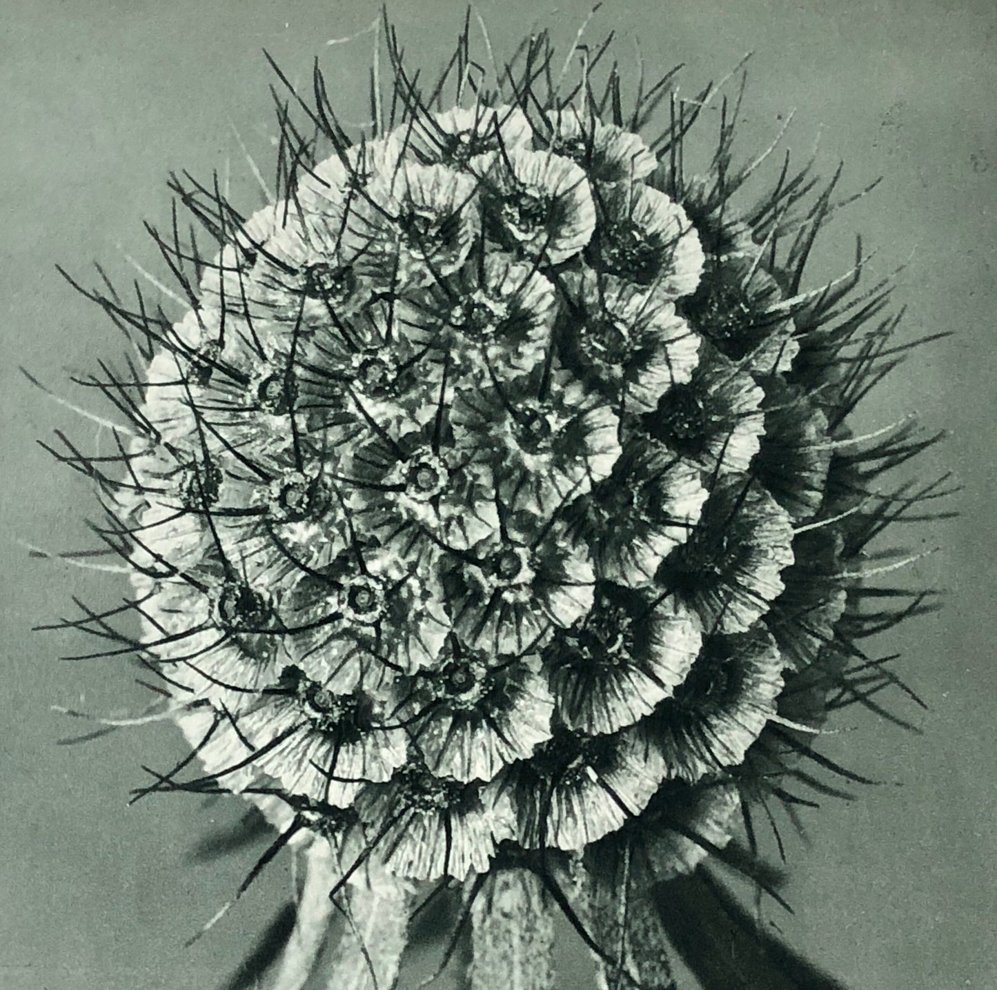 An Original Photogravure by Karl Blossfeldt. Scabiosa columbaria. Small or Lilac-flowered Scabious. 1930’s. Size with mount: 50 x 39.7 cms.