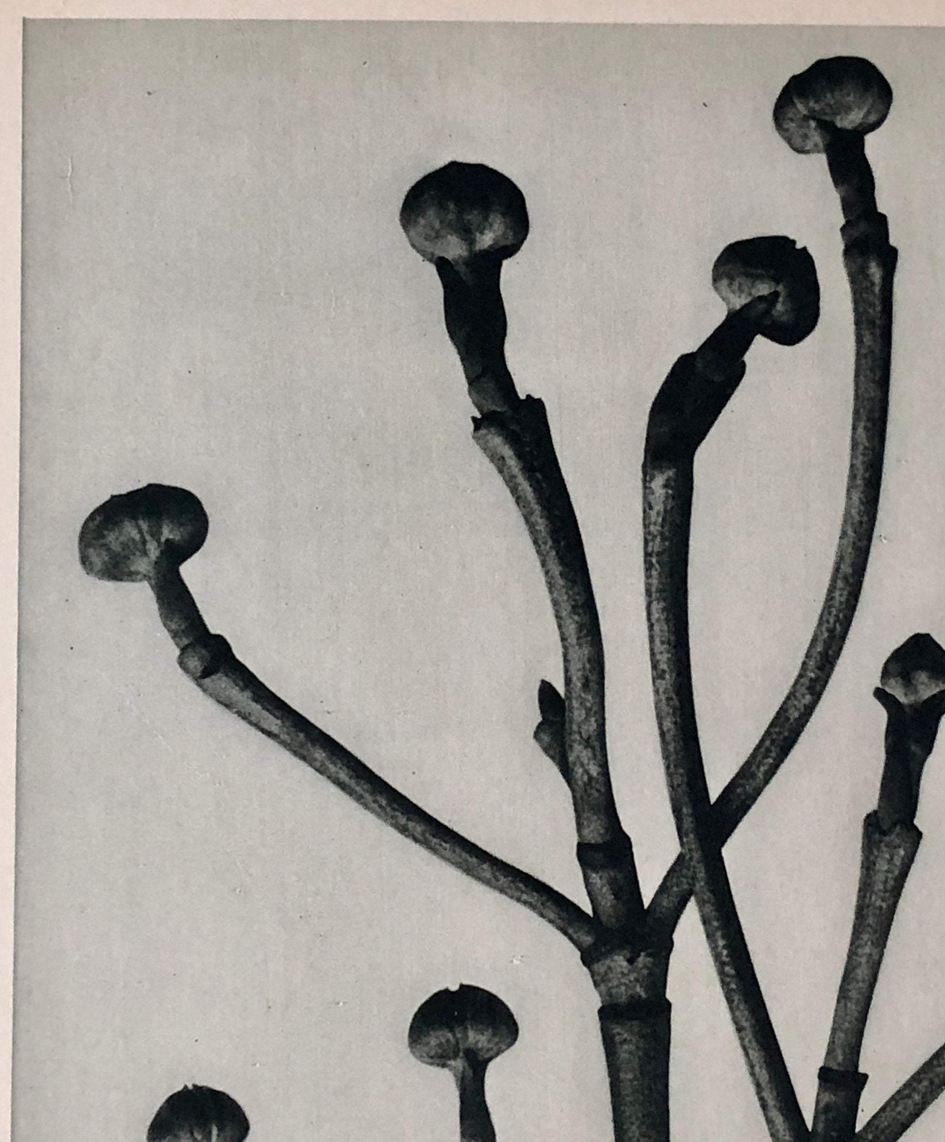 An Original Photogravure by Karl Blossfeldt. Cornus Florida. Flowering Dogwood. 1930’s. Size with mount: 50 x 39.7 cms.