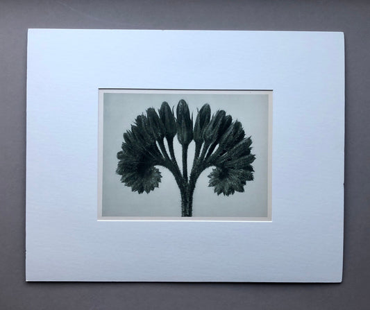 An Original Photogravure by Karl Blossfeldt. Symphytum officials. Common Comfrey. 1930’s. Size with mount: 50 x 39.7 cms.