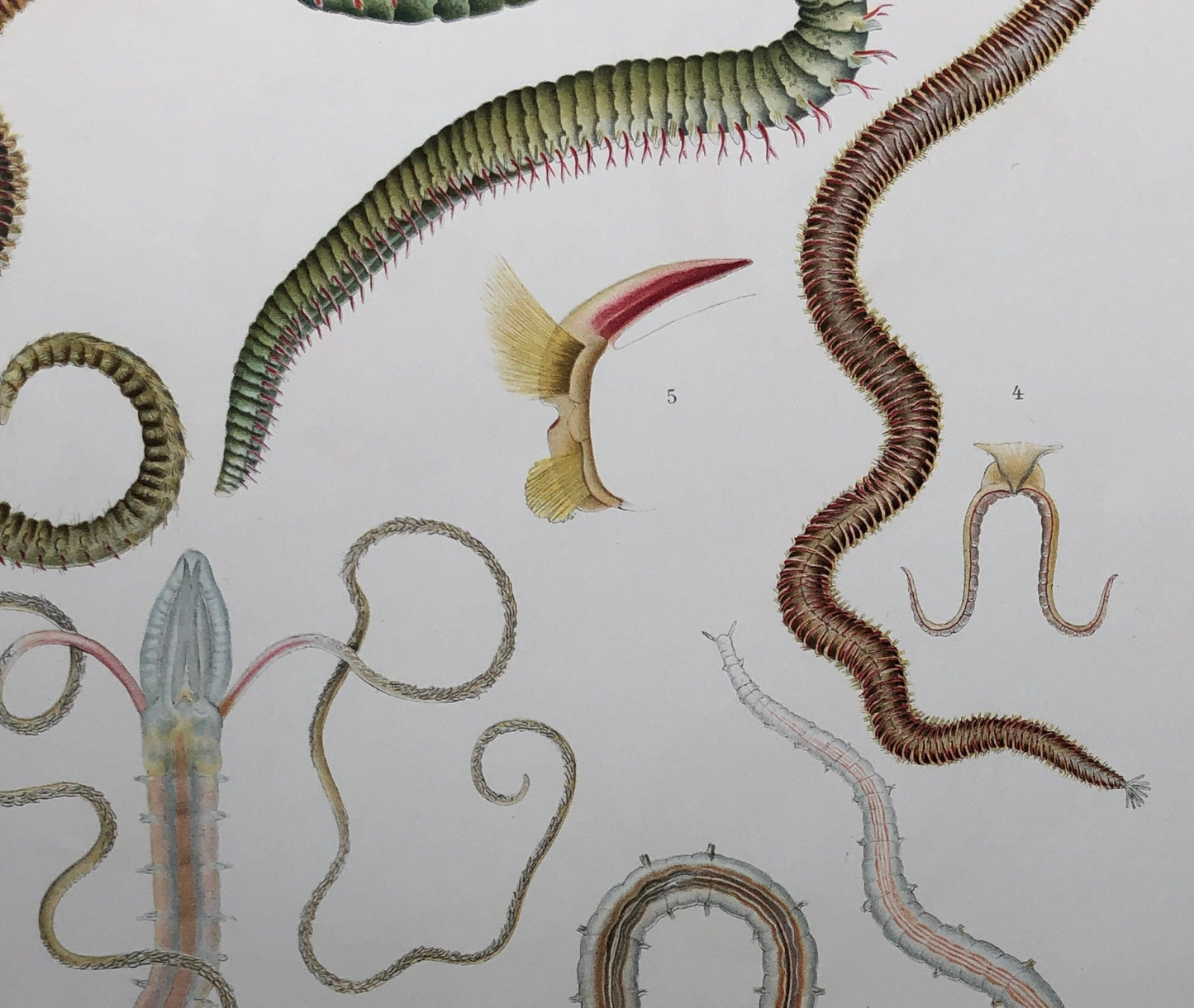 Polychaetes. Sea Worms. From A Monograph of British Marine Annelids. William Carmichael MacIntosh. Dated 1908. Size: 37.5 x 28 cms.