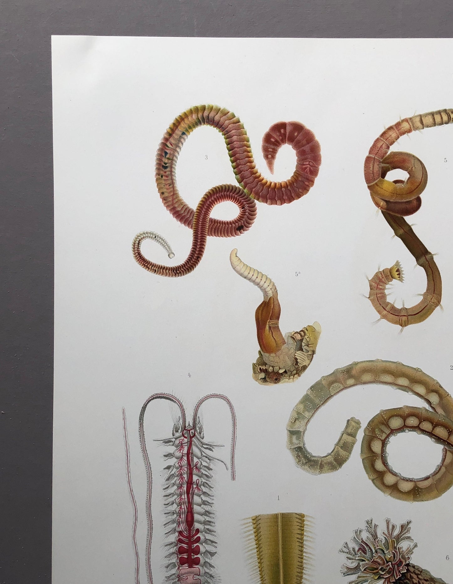 Polychaetes. Sea Worms. From A Monograph of British Marine Annelids. William Carmichael MacIntosh. Dated 1908. Size: 37.5 x 28 cms.