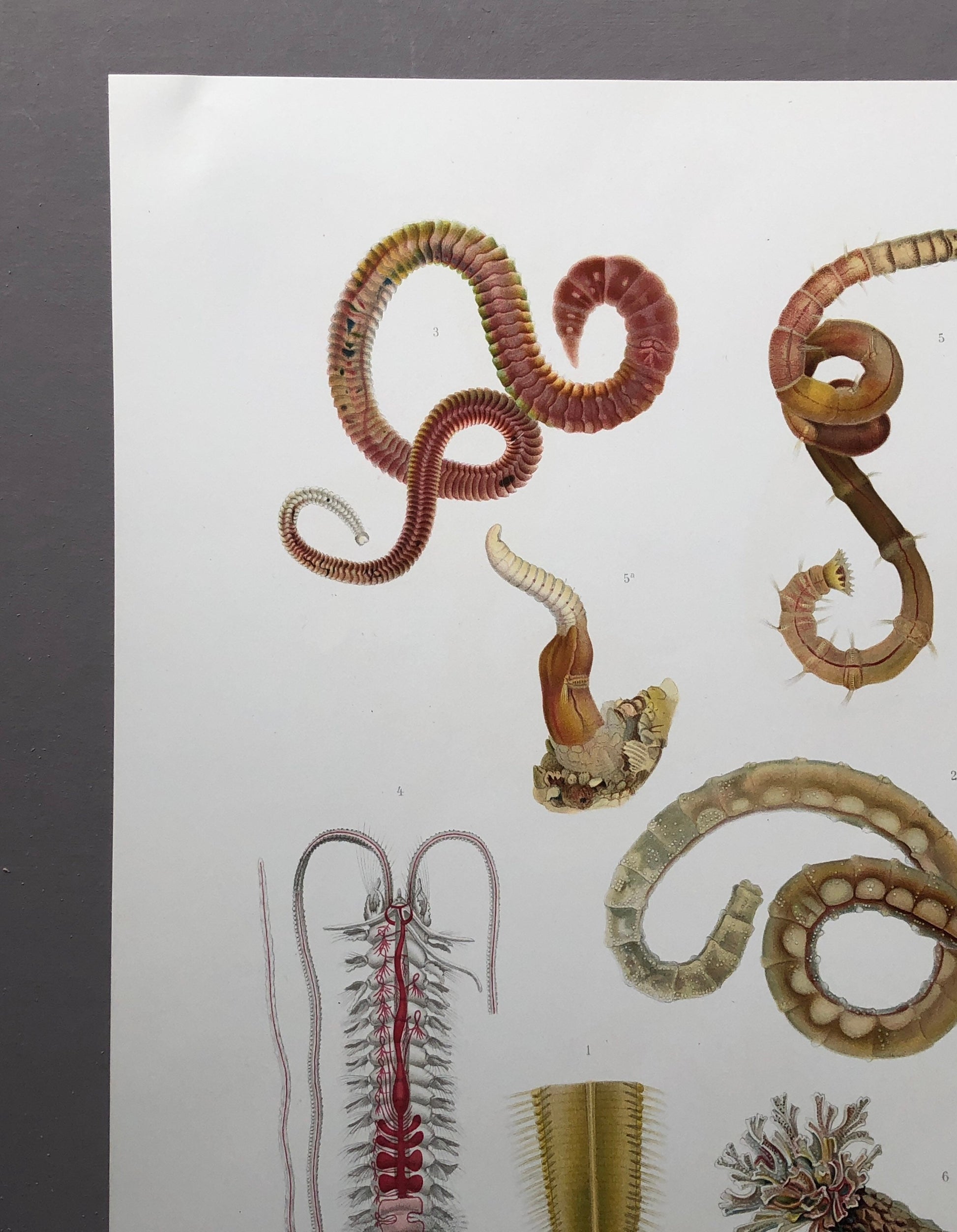 Polychaetes. Sea Worms. From A Monograph of British Marine Annelids. William Carmichael MacIntosh. Dated 1908. Size: 37.5 x 28 cms.
