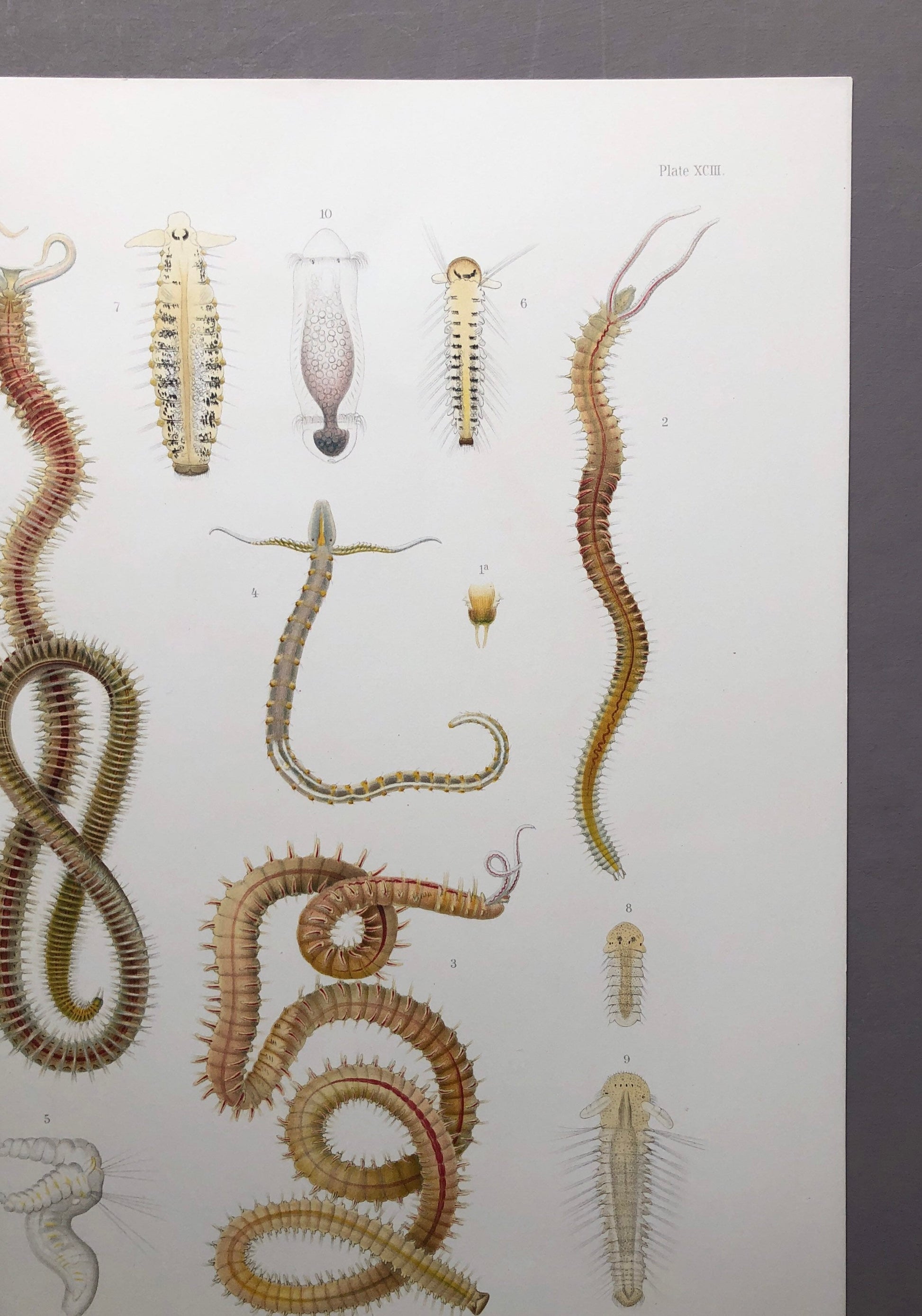 Polychaetes. Sea Worms. From A Monograph of British Marine Annelids. William Carmichael MacIntosh. Dated 1908. Size: 37.5 x 28 cms.