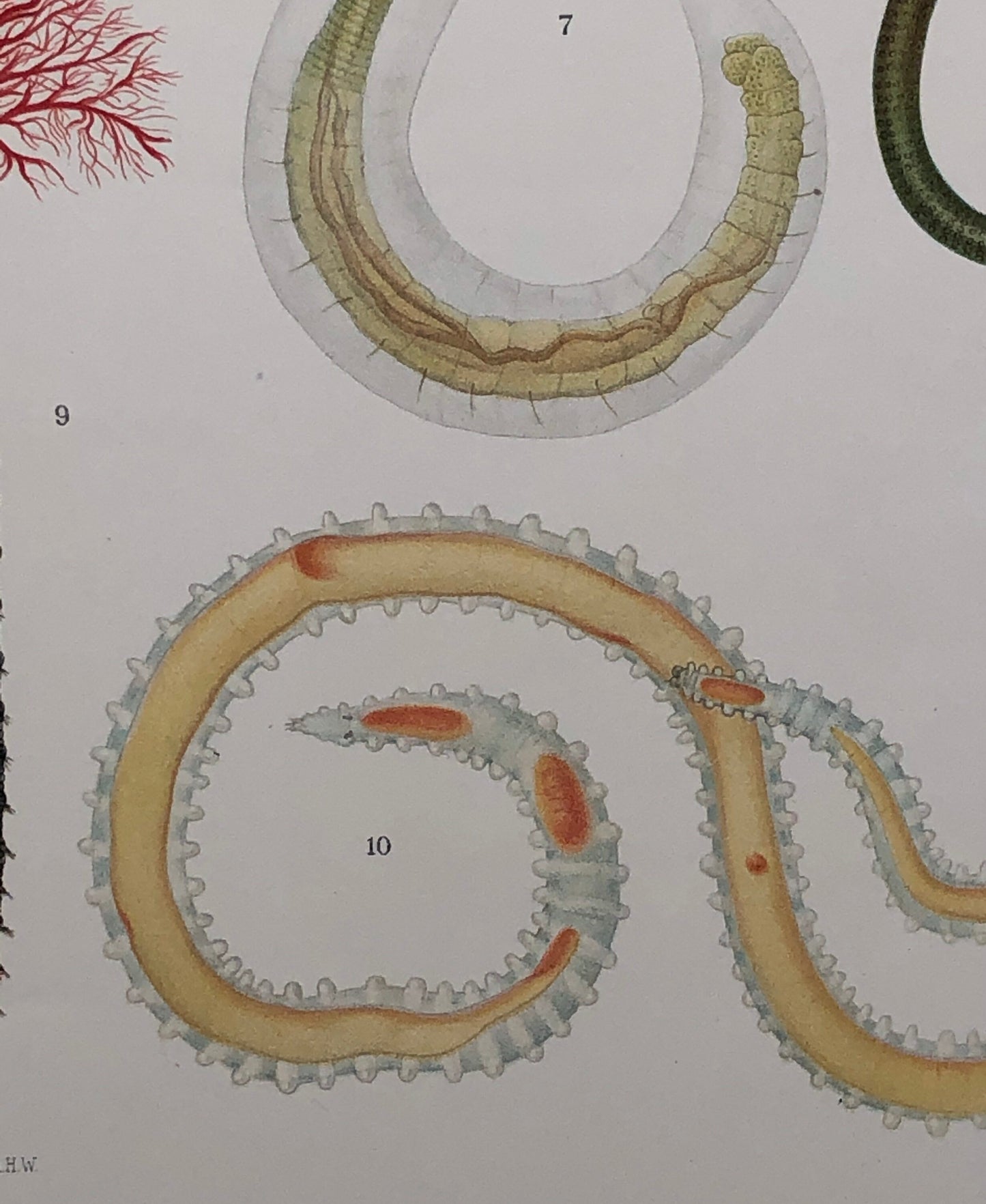 Polychaetes. Sea Worms. From A Monograph of British Marine Annelids. William Carmichael MacIntosh. Dated 1908. Size: 37.5 x 28 cms.