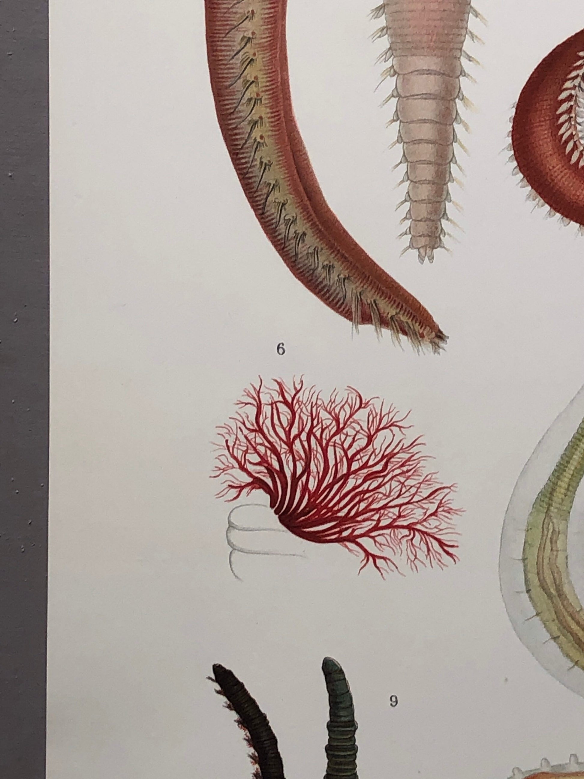 Polychaetes. Sea Worms. From A Monograph of British Marine Annelids. William Carmichael MacIntosh. Dated 1908. Size: 37.5 x 28 cms.