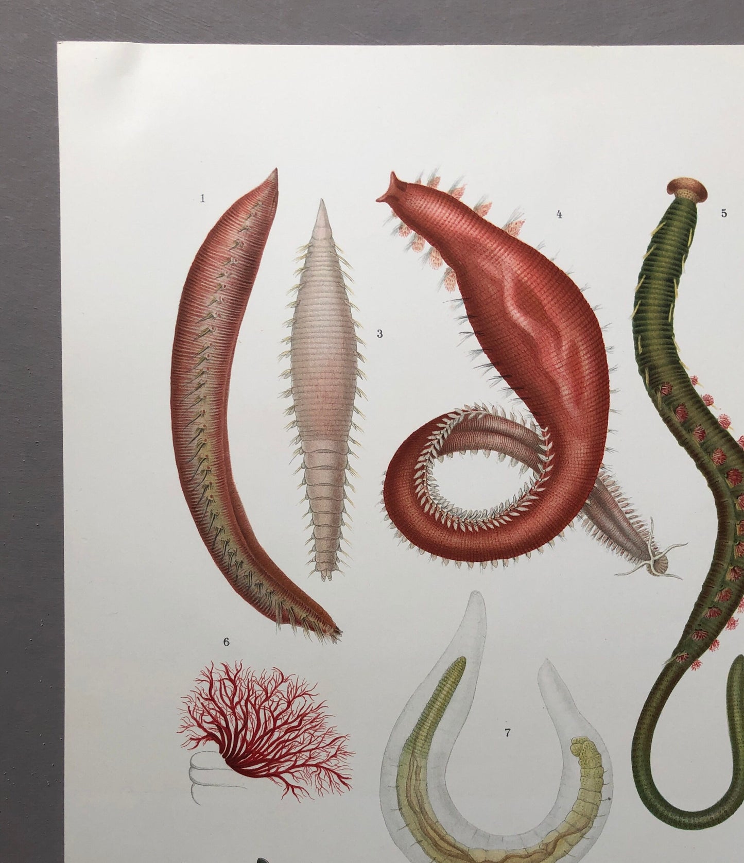 Polychaetes. Sea Worms. From A Monograph of British Marine Annelids. William Carmichael MacIntosh. Dated 1908. Size: 37.5 x 28 cms.