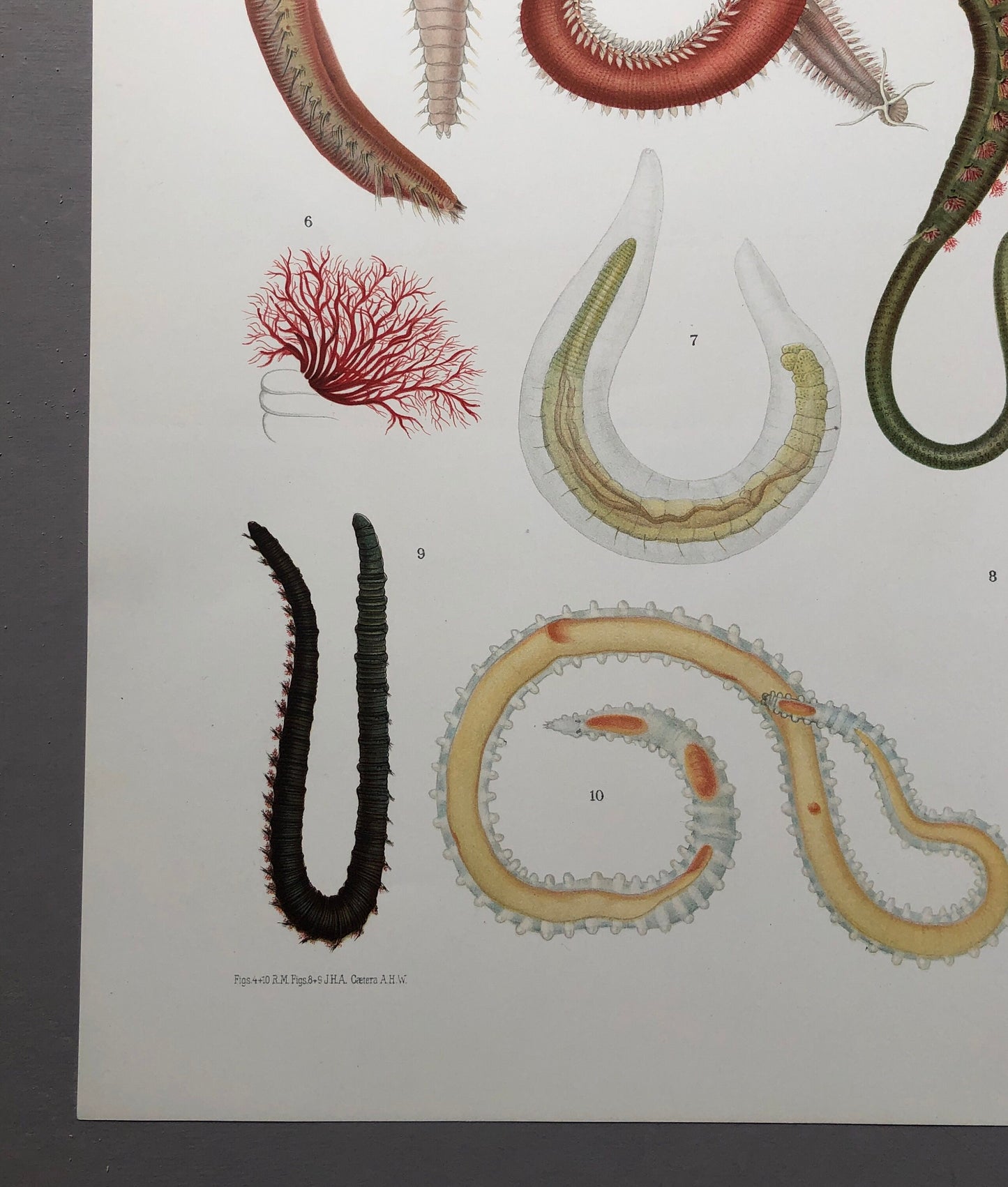 Polychaetes. Sea Worms. From A Monograph of British Marine Annelids. William Carmichael MacIntosh. Dated 1908. Size: 37.5 x 28 cms.