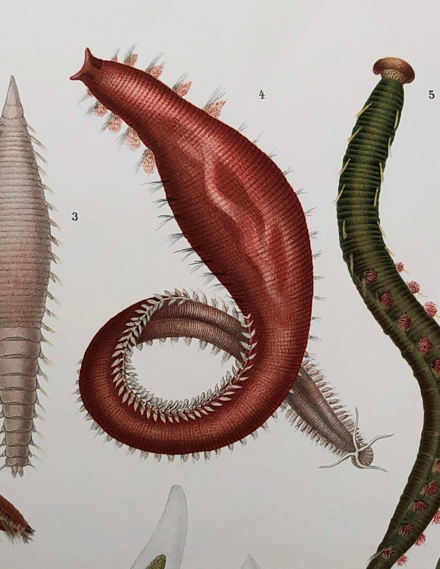 Polychaetes. Sea Worms. From A Monograph of British Marine Annelids. William Carmichael MacIntosh. Dated 1908. Size: 37.5 x 28 cms.