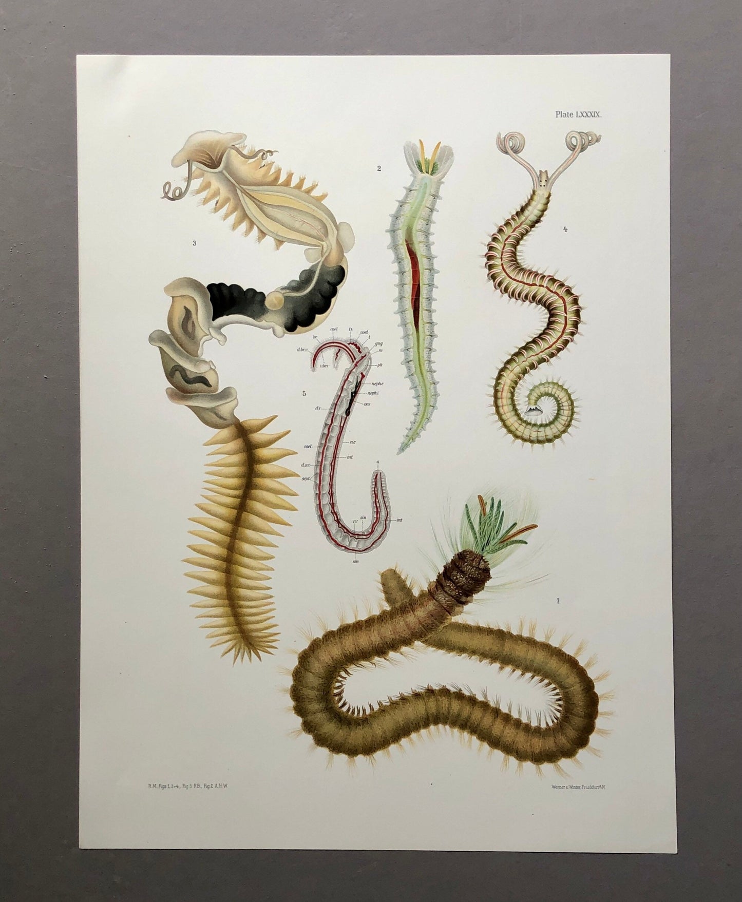 Polychaetes. Sea Worms. From A Monograph of British Marine Annelids. William Carmichael MacIntosh. Dated 1908. Size: 37.5 x 28 cms.