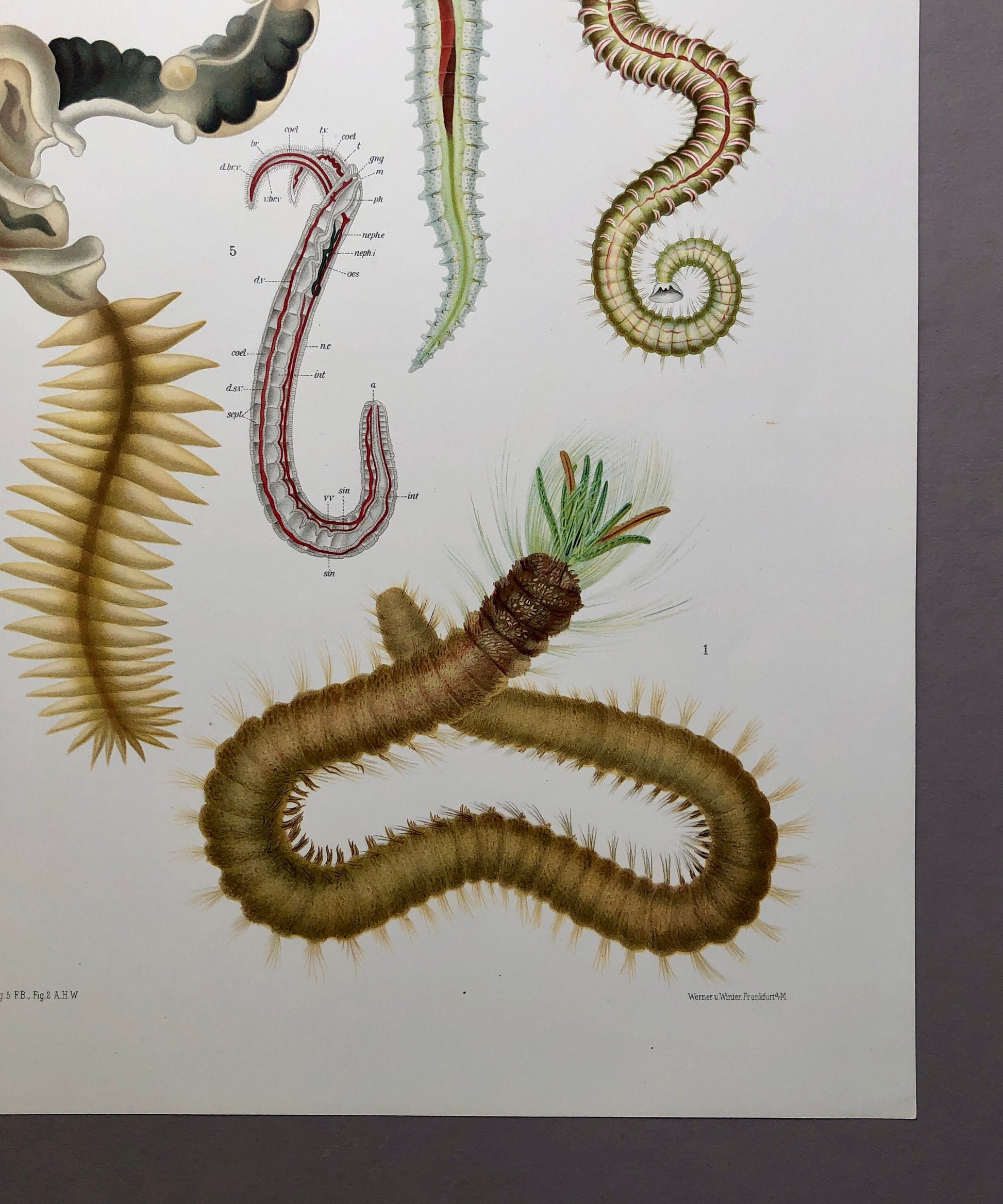 Polychaetes. Sea Worms. From A Monograph of British Marine Annelids. William Carmichael MacIntosh. Dated 1908. Size: 37.5 x 28 cms.