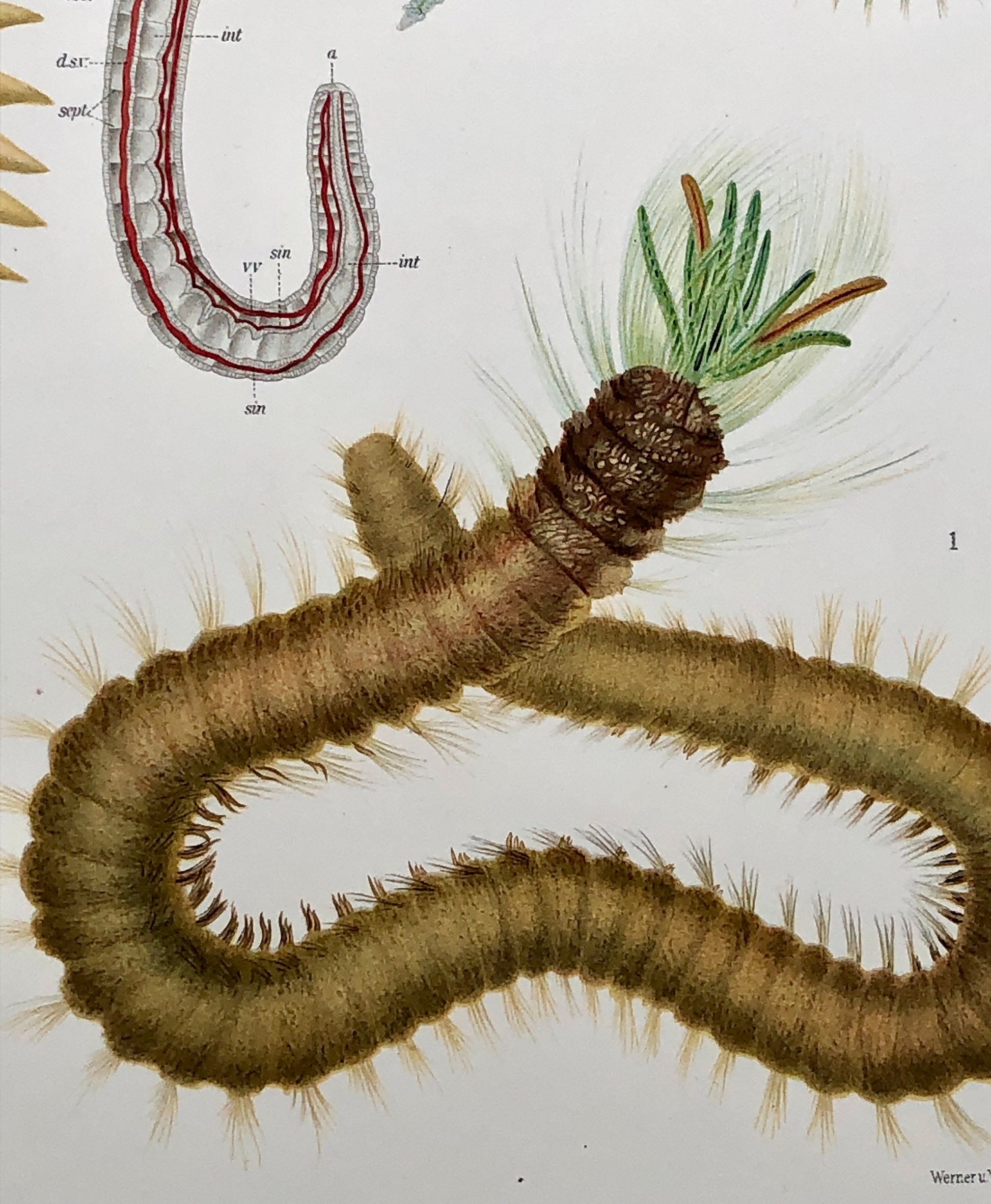 Polychaetes. Sea Worms. From A Monograph of British Marine Annelids. William Carmichael MacIntosh. Dated 1908. Size: 37.5 x 28 cms.