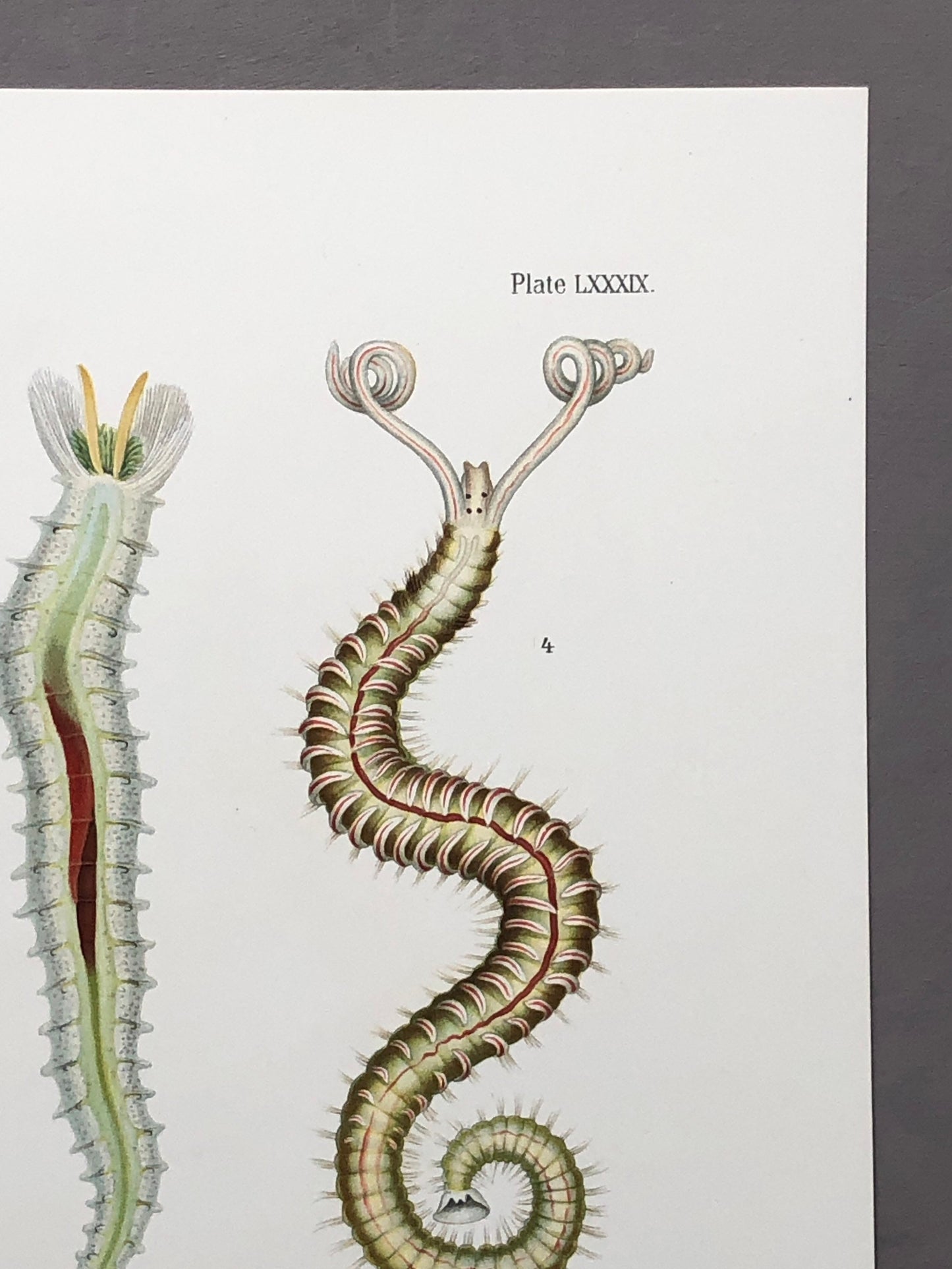 Polychaetes. Sea Worms. From A Monograph of British Marine Annelids. William Carmichael MacIntosh. Dated 1908. Size: 37.5 x 28 cms.