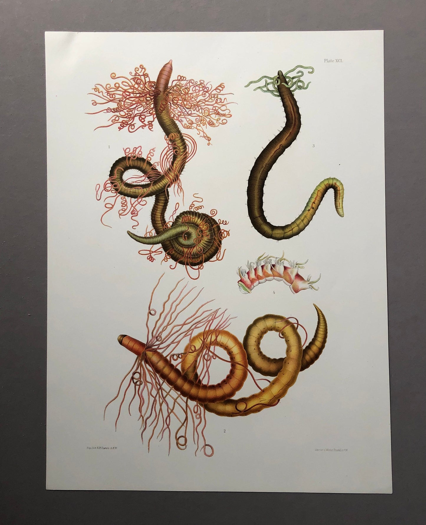 Polychaetes. Sea Worms. From A Monograph of British Marine Annelids. William Carmichael MacIntosh. Dated 1908. Size: 37.5 x 28 cms.
