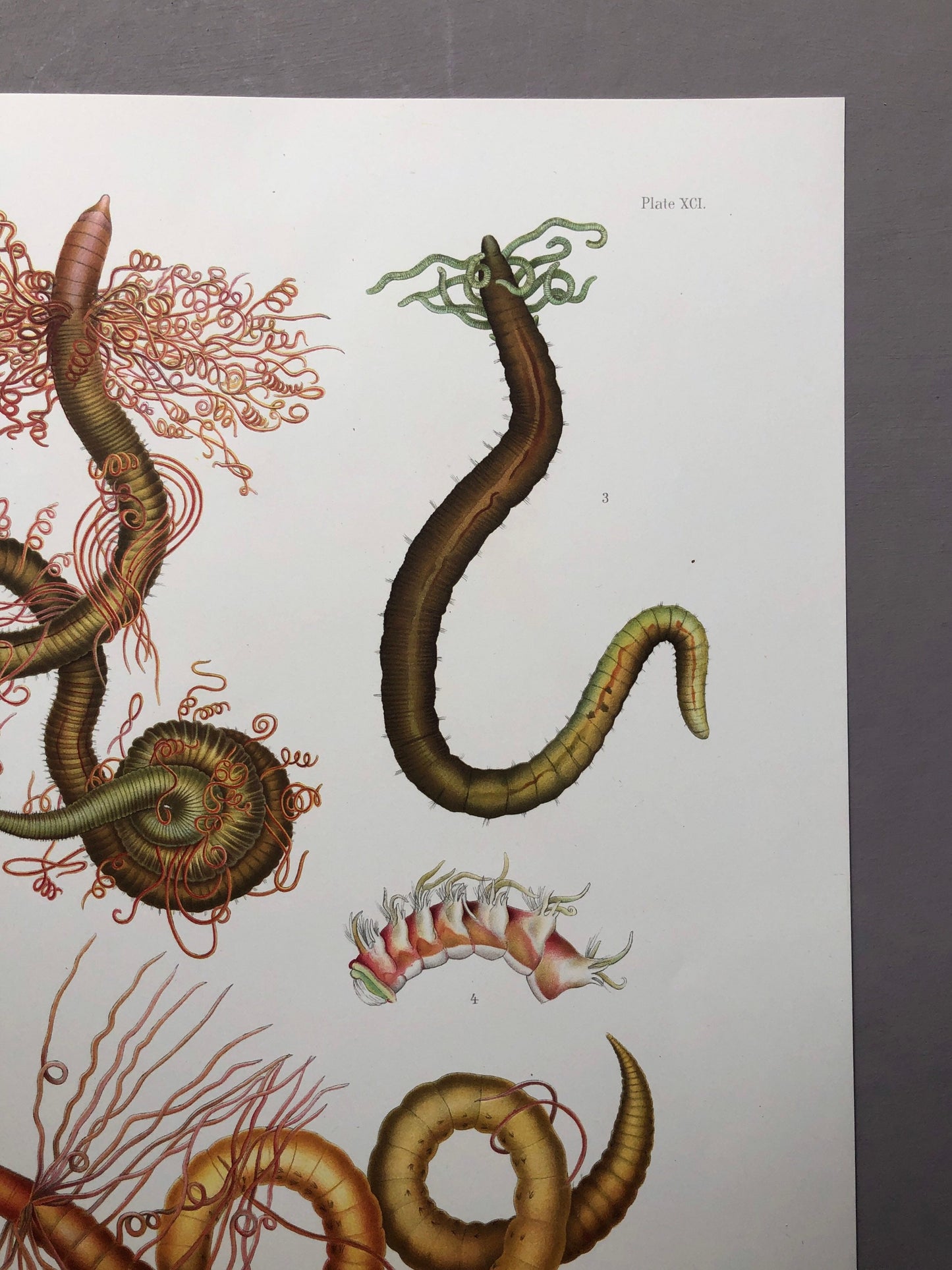 Polychaetes. Sea Worms. From A Monograph of British Marine Annelids. William Carmichael MacIntosh. Dated 1908. Size: 37.5 x 28 cms.