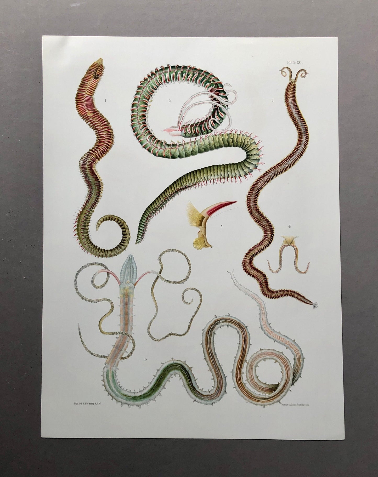 Polychaetes. Sea Worms. From A Monograph of British Marine Annelids. William Carmichael MacIntosh. Dated 1908. Size: 37.5 x 28 cms.