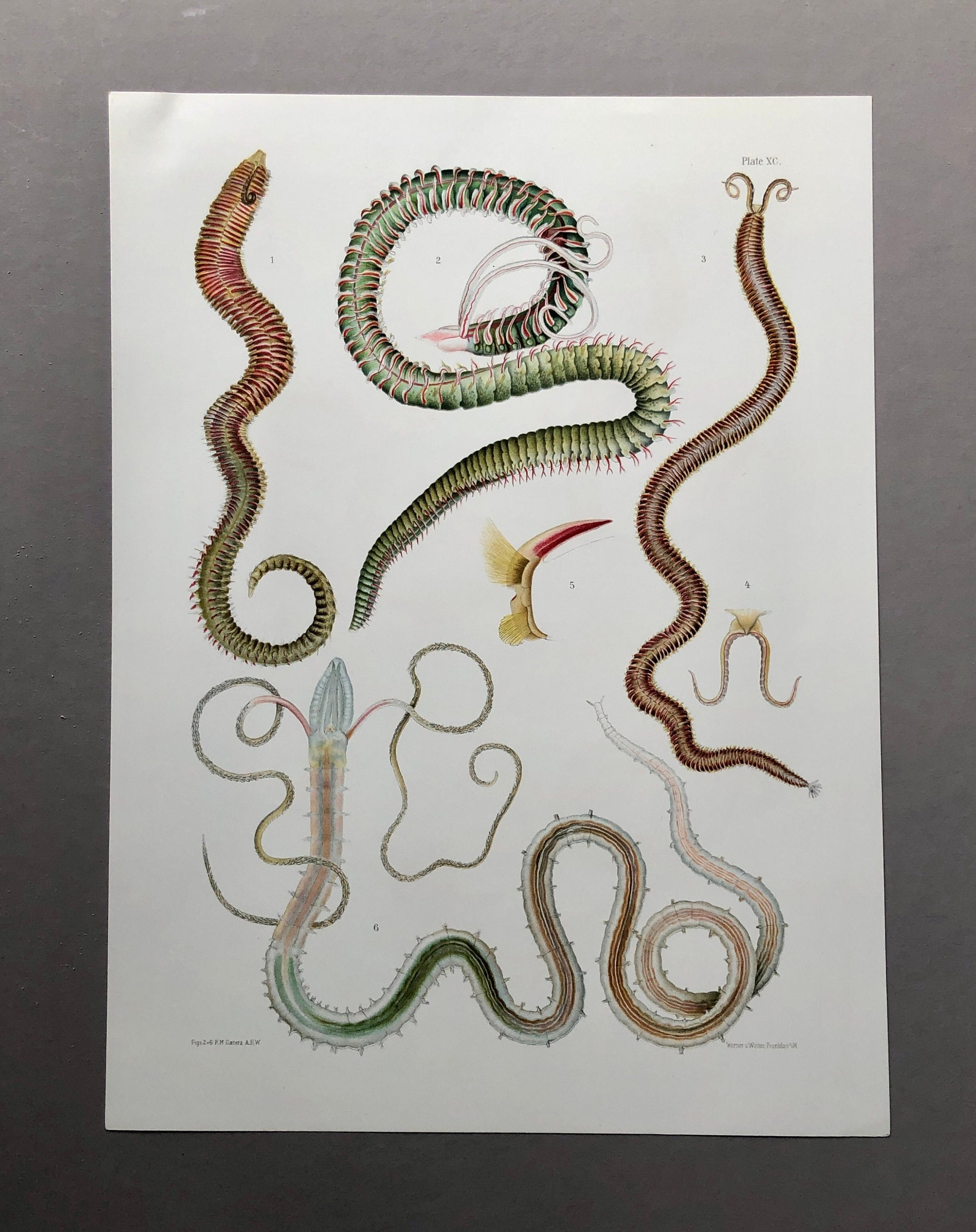 Polychaetes. Sea Worms. From A Monograph of British Marine Annelids. William Carmichael MacIntosh. Dated 1908. Size: 37.5 x 28 cms.