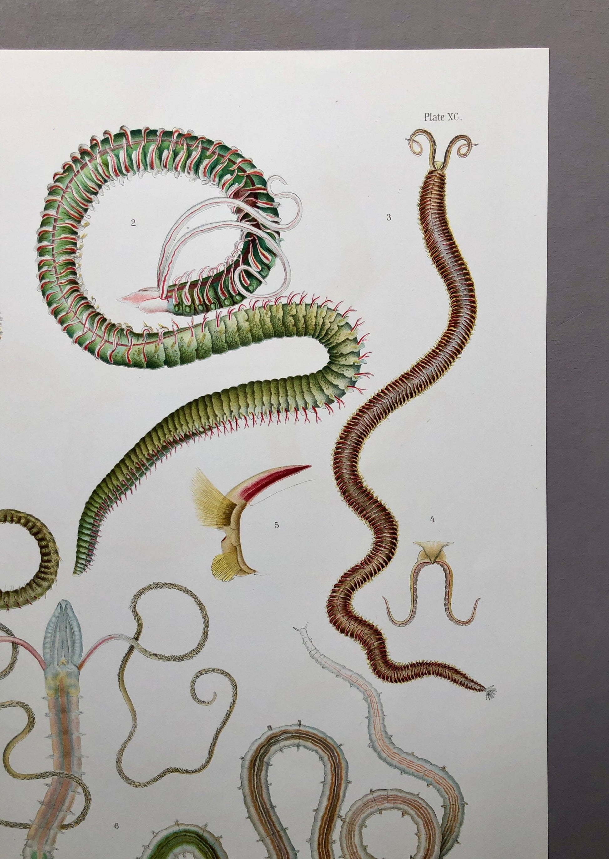 Polychaetes. Sea Worms. From A Monograph of British Marine Annelids. William Carmichael MacIntosh. Dated 1908. Size: 37.5 x 28 cms.