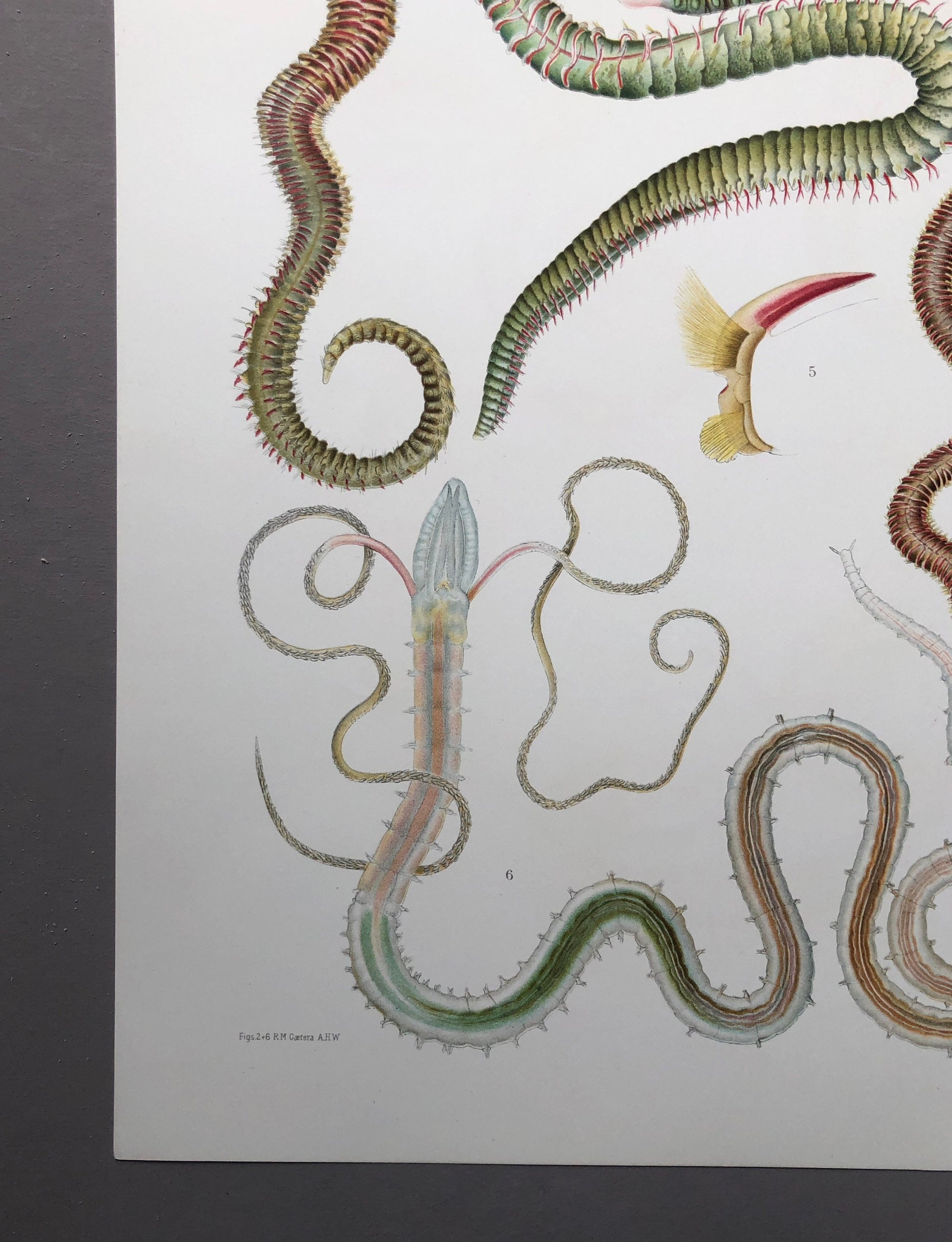 Polychaetes. Sea Worms. From A Monograph of British Marine Annelids. William Carmichael MacIntosh. Dated 1908. Size: 37.5 x 28 cms.