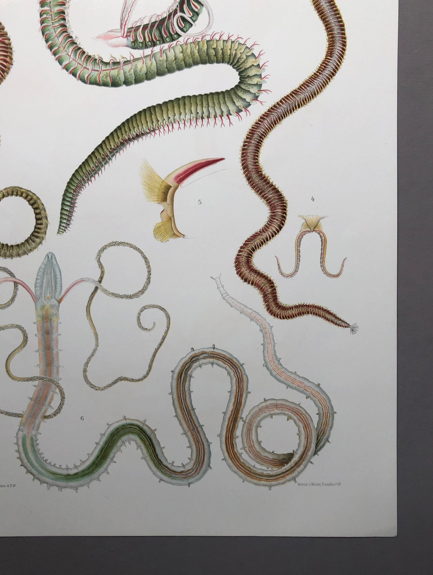 Polychaetes. Sea Worms. From A Monograph of British Marine Annelids. William Carmichael MacIntosh. Dated 1908. Size: 37.5 x 28 cms.
