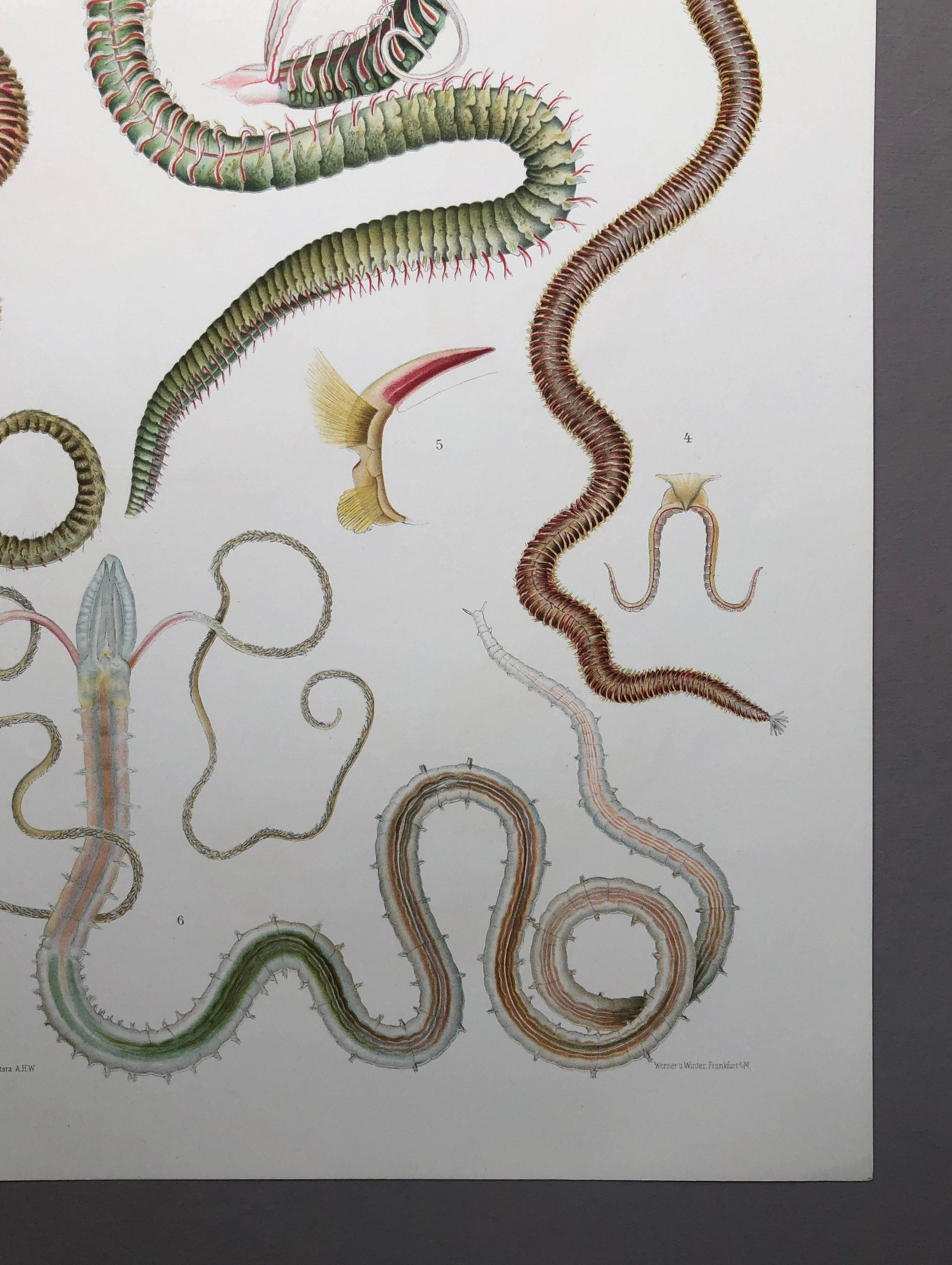Polychaetes. Sea Worms. From A Monograph of British Marine Annelids. William Carmichael MacIntosh. Dated 1908. Size: 37.5 x 28 cms.
