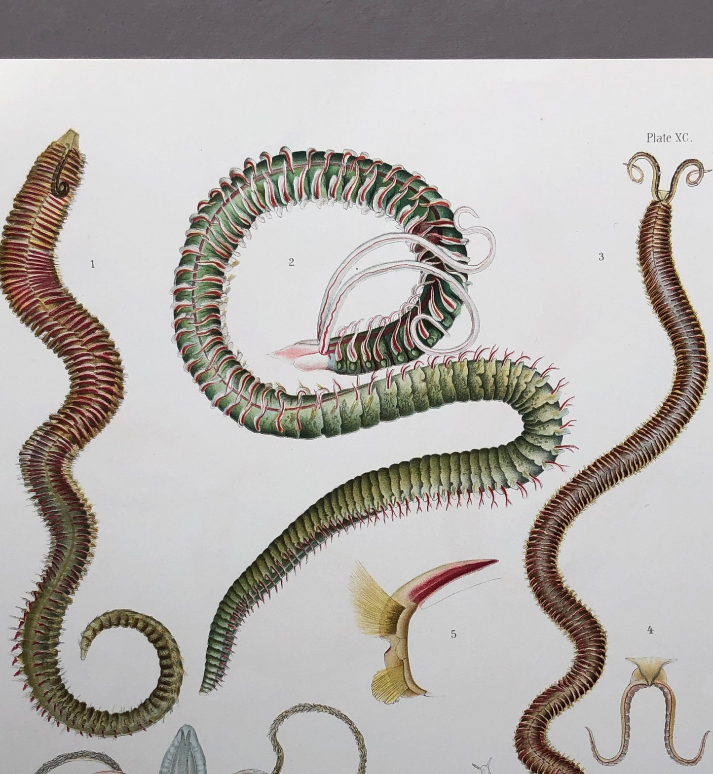 Polychaetes. Sea Worms. From A Monograph of British Marine Annelids. William Carmichael MacIntosh. Dated 1908. Size: 37.5 x 28 cms.