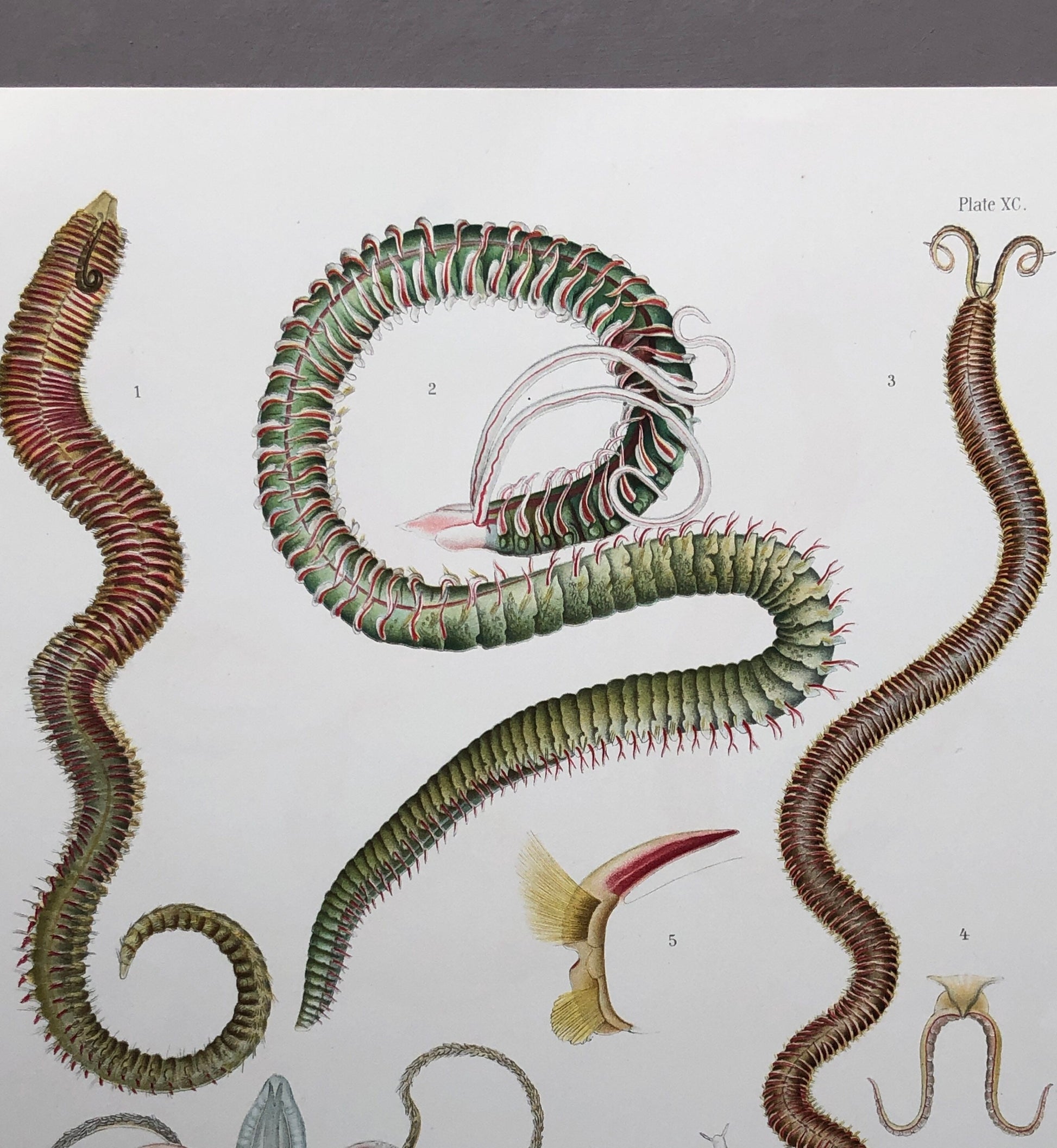 Polychaetes. Sea Worms. From A Monograph of British Marine Annelids. William Carmichael MacIntosh. Dated 1908. Size: 37.5 x 28 cms.