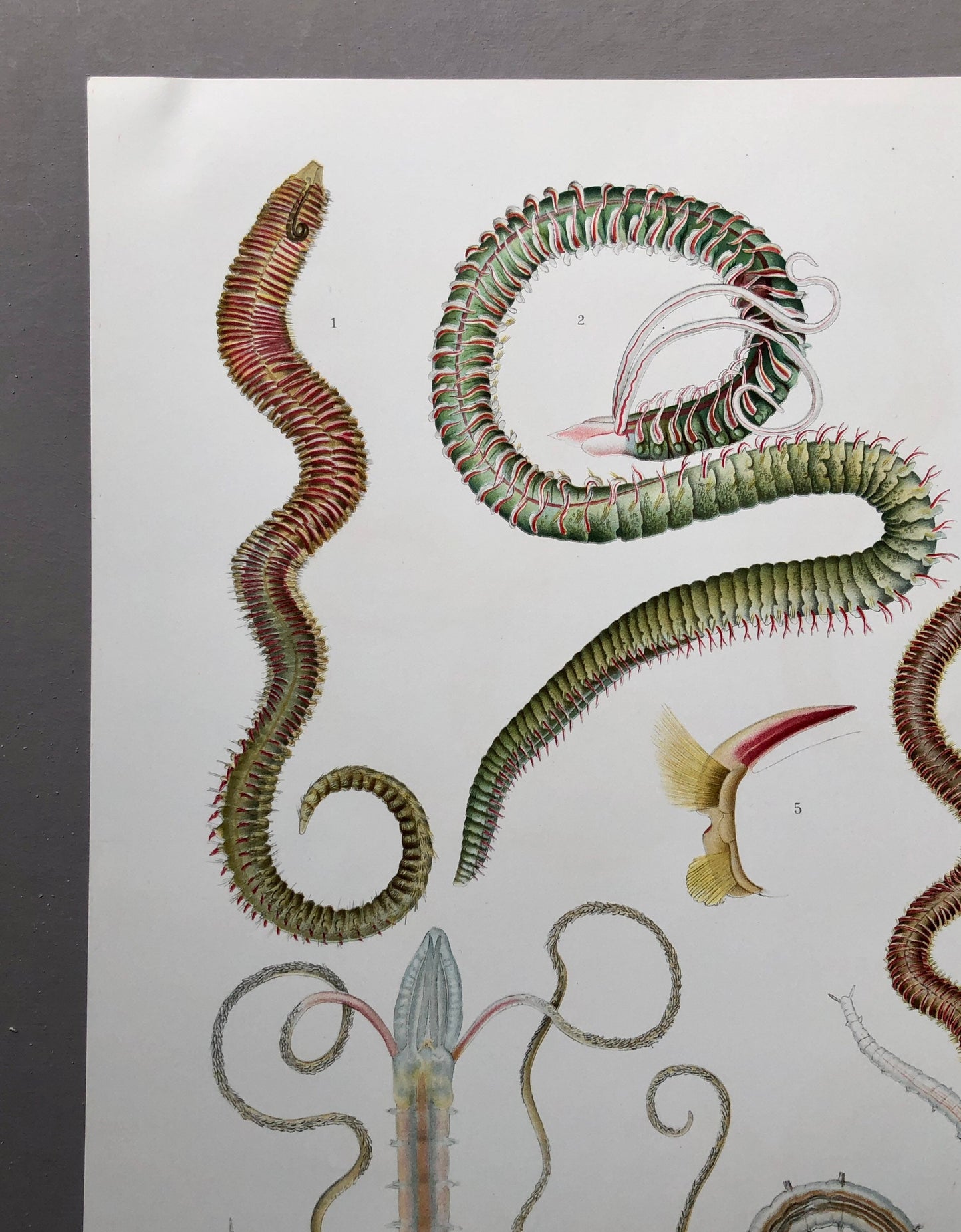 Polychaetes. Sea Worms. From A Monograph of British Marine Annelids. William Carmichael MacIntosh. Dated 1908. Size: 37.5 x 28 cms.