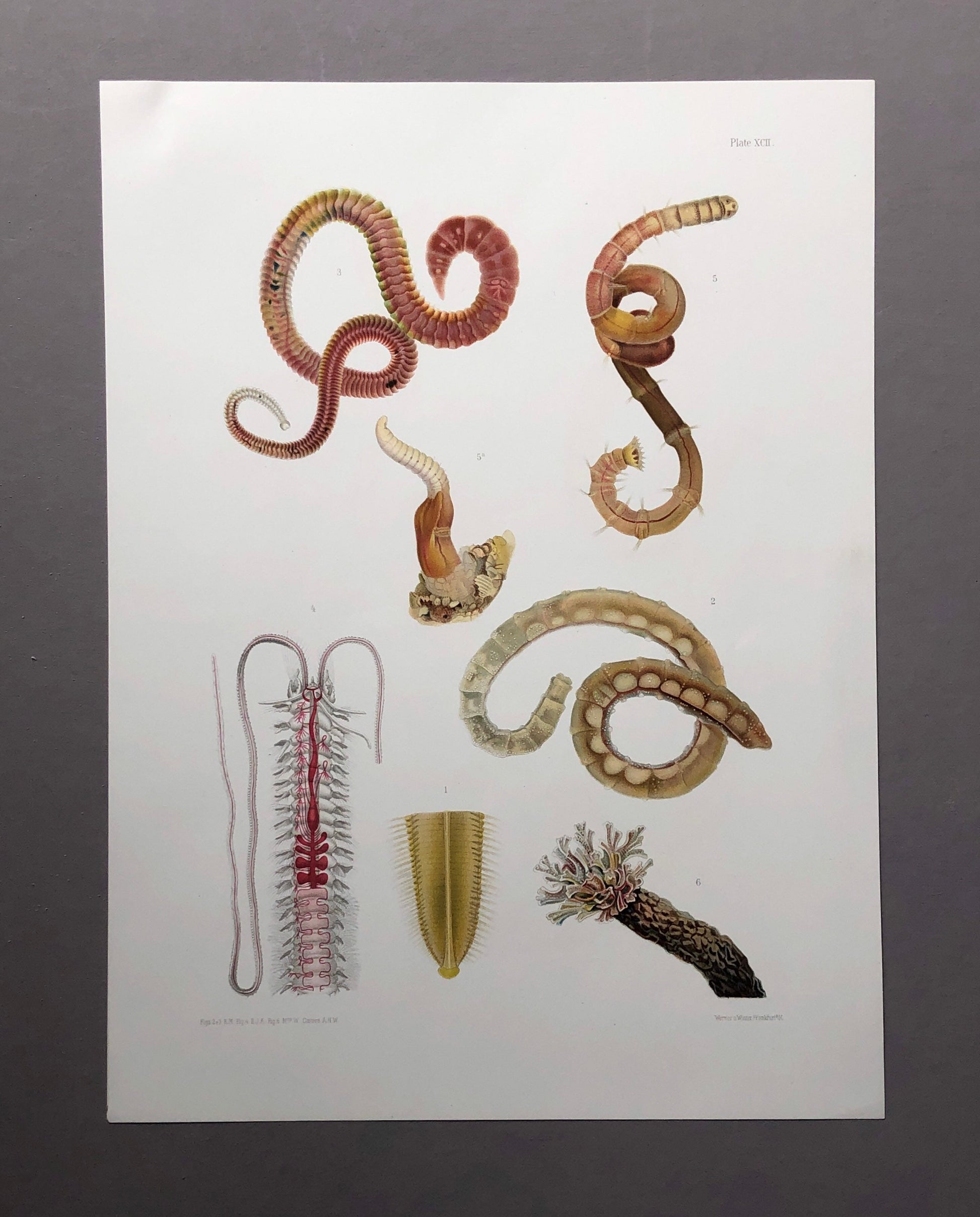 Polychaetes. Sea Worms. From A Monograph of British Marine Annelids. William Carmichael MacIntosh. Dated 1908. Size: 37.5 x 28 cms.
