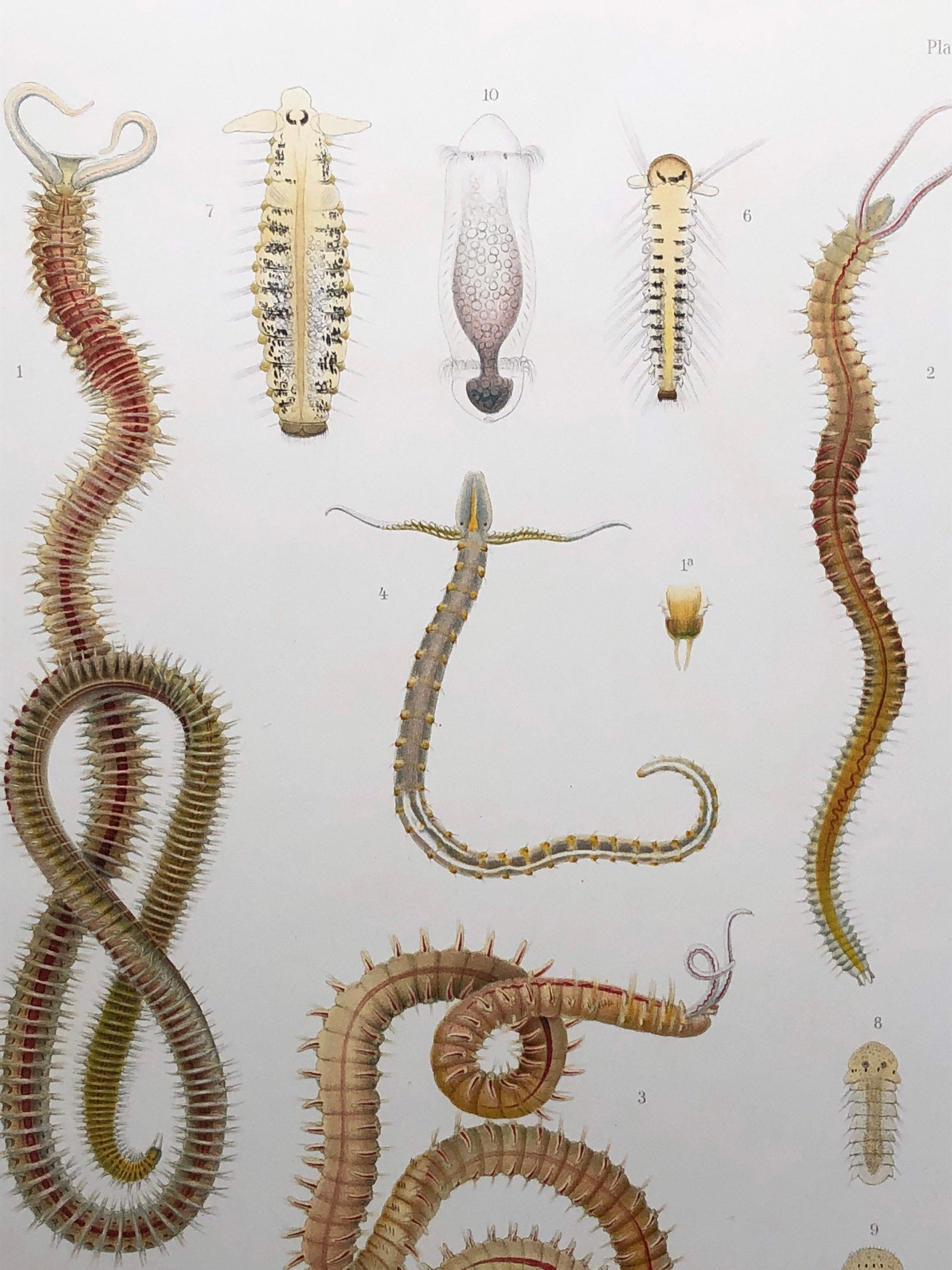 Polychaetes. Sea Worms. From A Monograph of British Marine Annelids. William Carmichael MacIntosh. Dated 1908. Size: 37.5 x 28 cms.