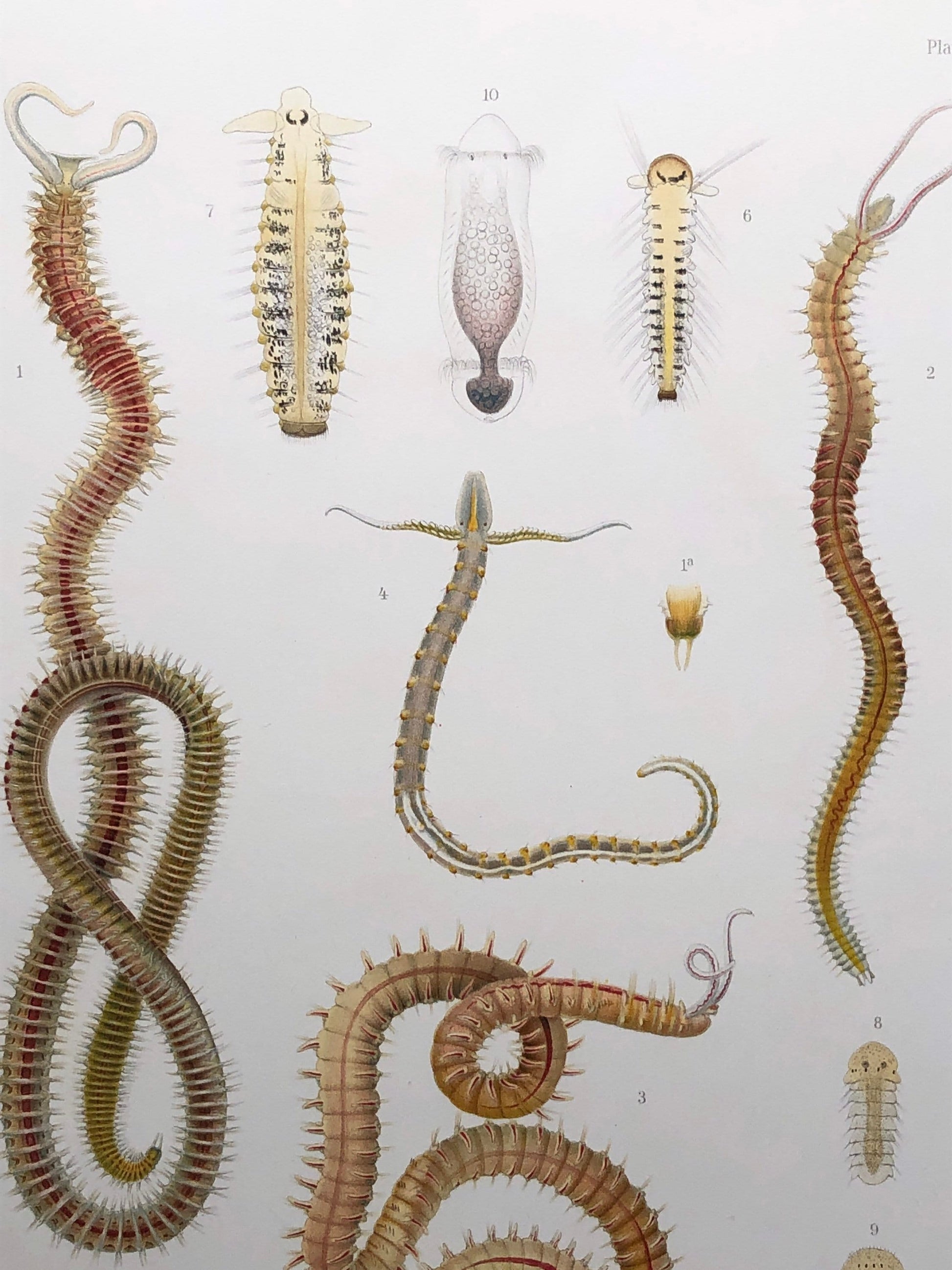 Polychaetes. Sea Worms. From A Monograph of British Marine Annelids. William Carmichael MacIntosh. Dated 1908. Size: 37.5 x 28 cms.