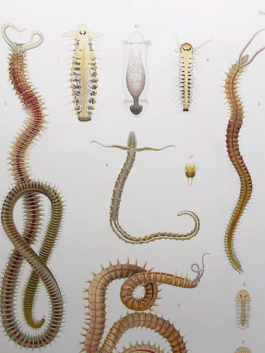 Polychaetes. Sea Worms. From A Monograph of British Marine Annelids. William Carmichael MacIntosh. Dated 1908. Size: 37.5 x 28 cms.