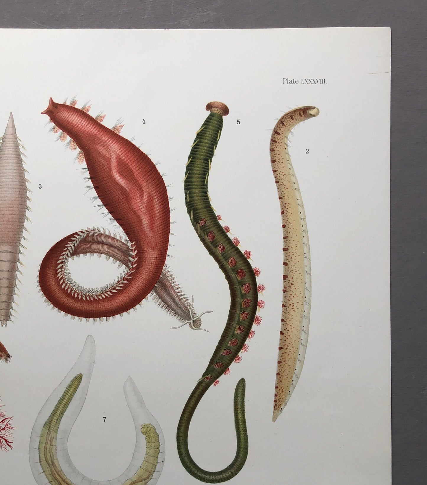 Polychaetes. Sea Worms. From A Monograph of British Marine Annelids. William Carmichael MacIntosh. Dated 1908. Size: 37.5 x 28 cms.