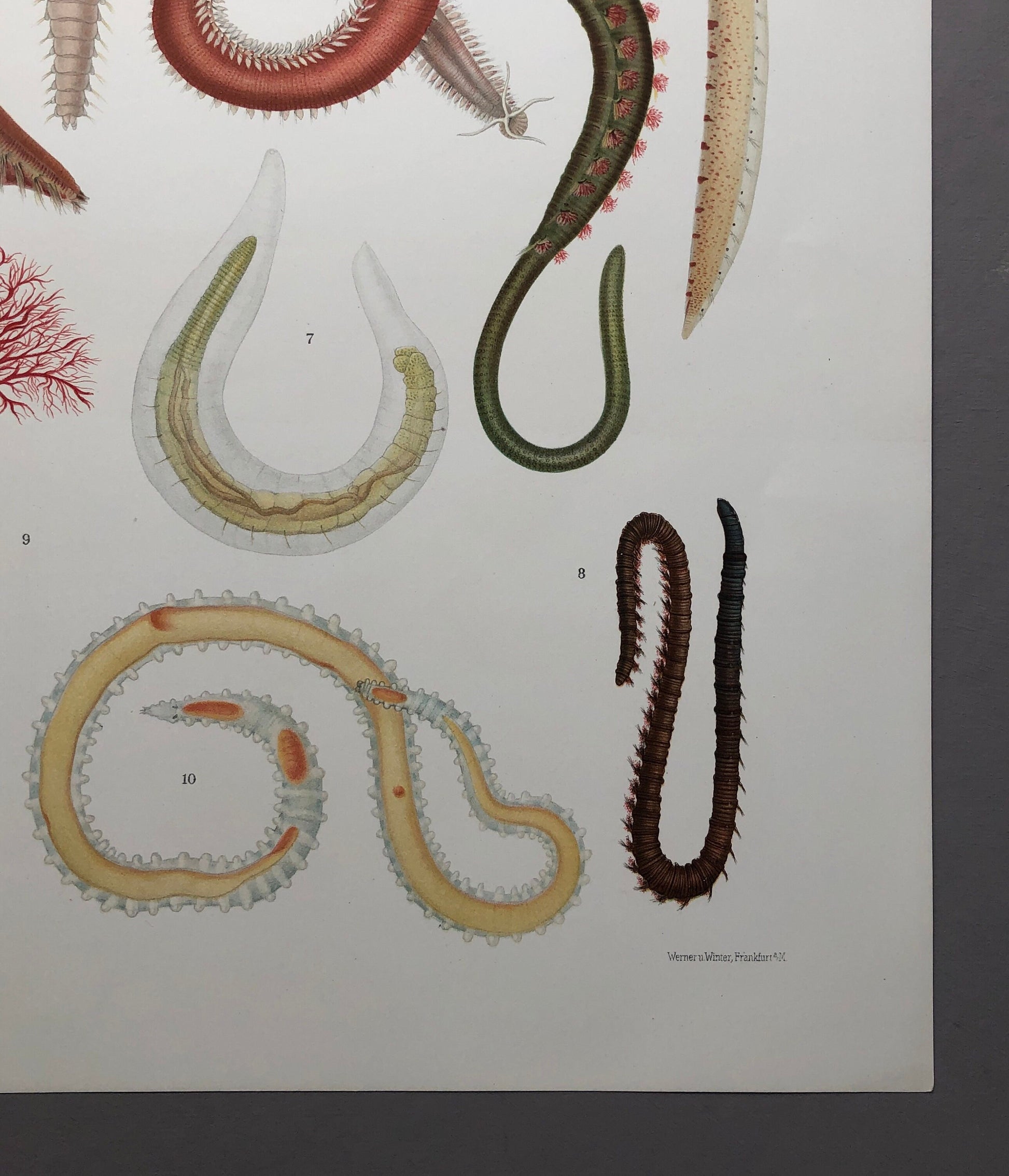 Polychaetes. Sea Worms. From A Monograph of British Marine Annelids. William Carmichael MacIntosh. Dated 1908. Size: 37.5 x 28 cms.