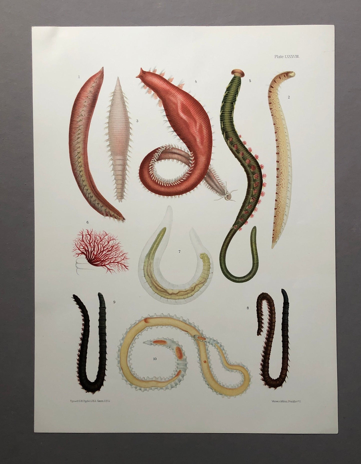 Polychaetes. Sea Worms. From A Monograph of British Marine Annelids. William Carmichael MacIntosh. Dated 1908. Size: 37.5 x 28 cms.