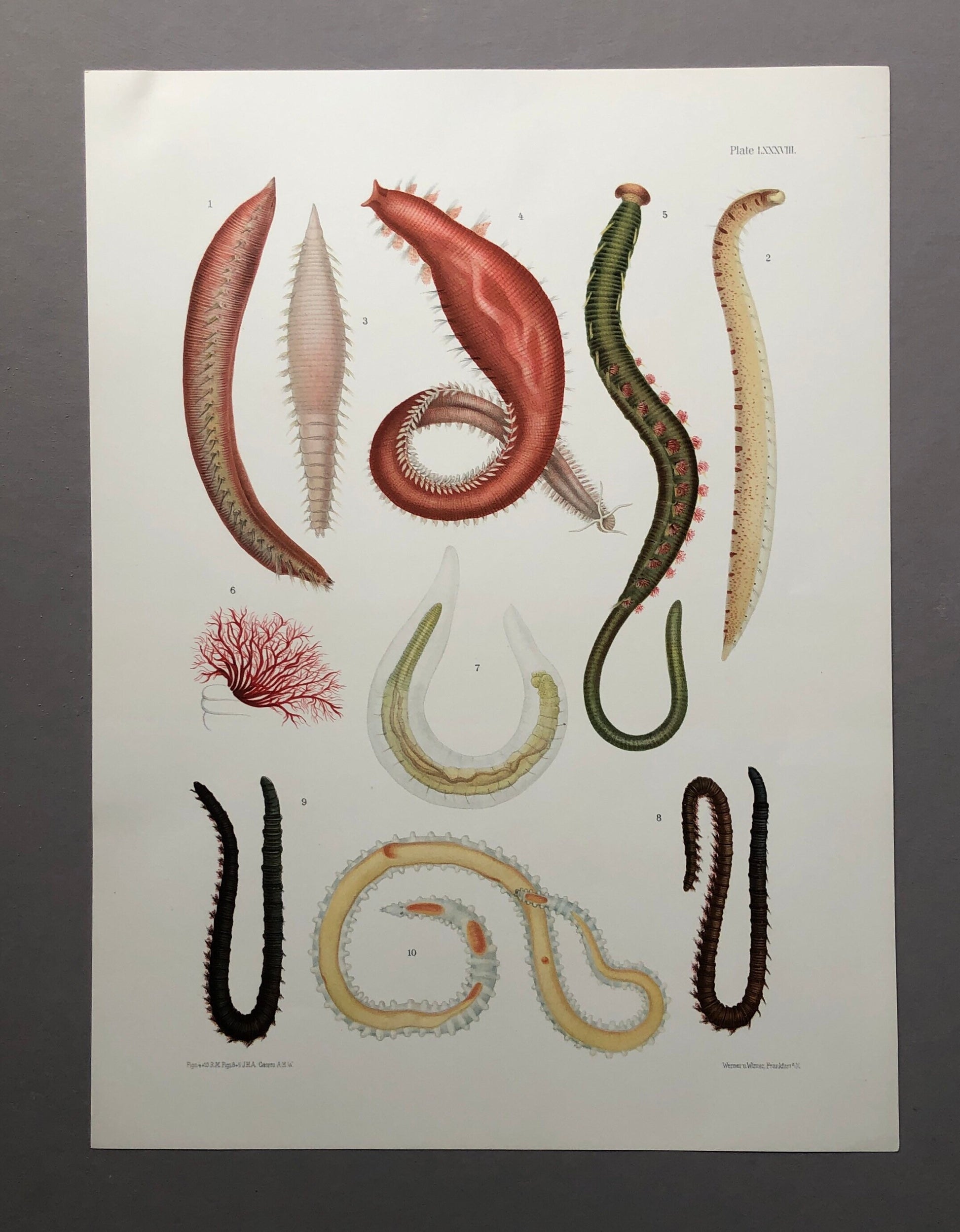 Polychaetes. Sea Worms. From A Monograph of British Marine Annelids. William Carmichael MacIntosh. Dated 1908. Size: 37.5 x 28 cms.