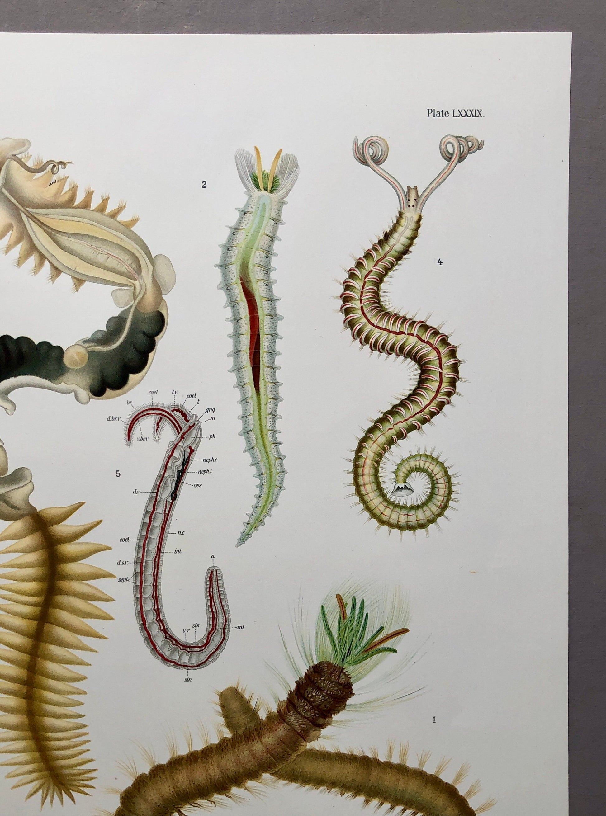 Polychaetes. Sea Worms. From A Monograph of British Marine Annelids. William Carmichael MacIntosh. Dated 1908. Size: 37.5 x 28 cms.