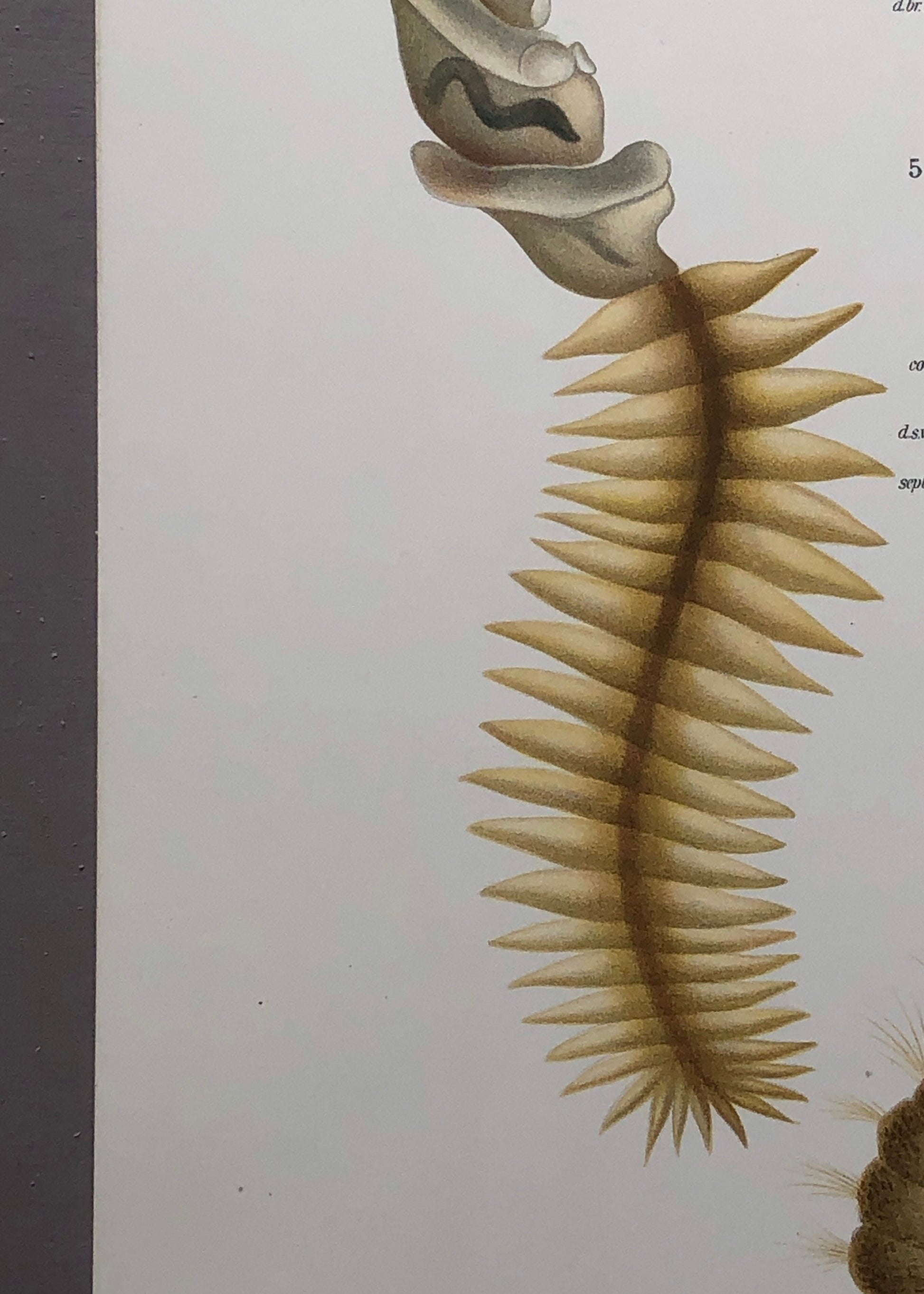 Polychaetes. Sea Worms. From A Monograph of British Marine Annelids. William Carmichael MacIntosh. Dated 1908. Size: 37.5 x 28 cms.