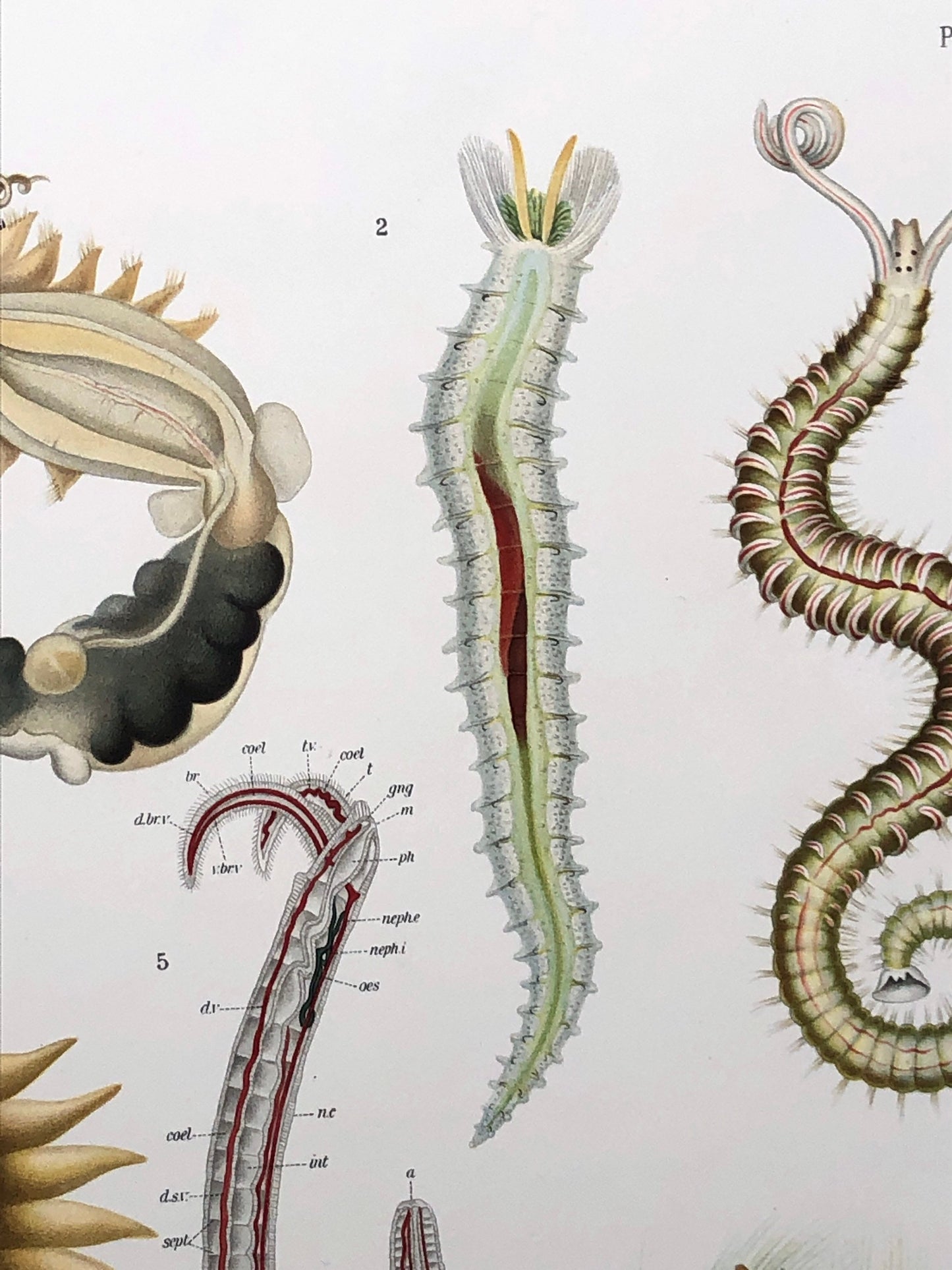 Polychaetes. Sea Worms. From A Monograph of British Marine Annelids. William Carmichael MacIntosh. Dated 1908. Size: 37.5 x 28 cms.